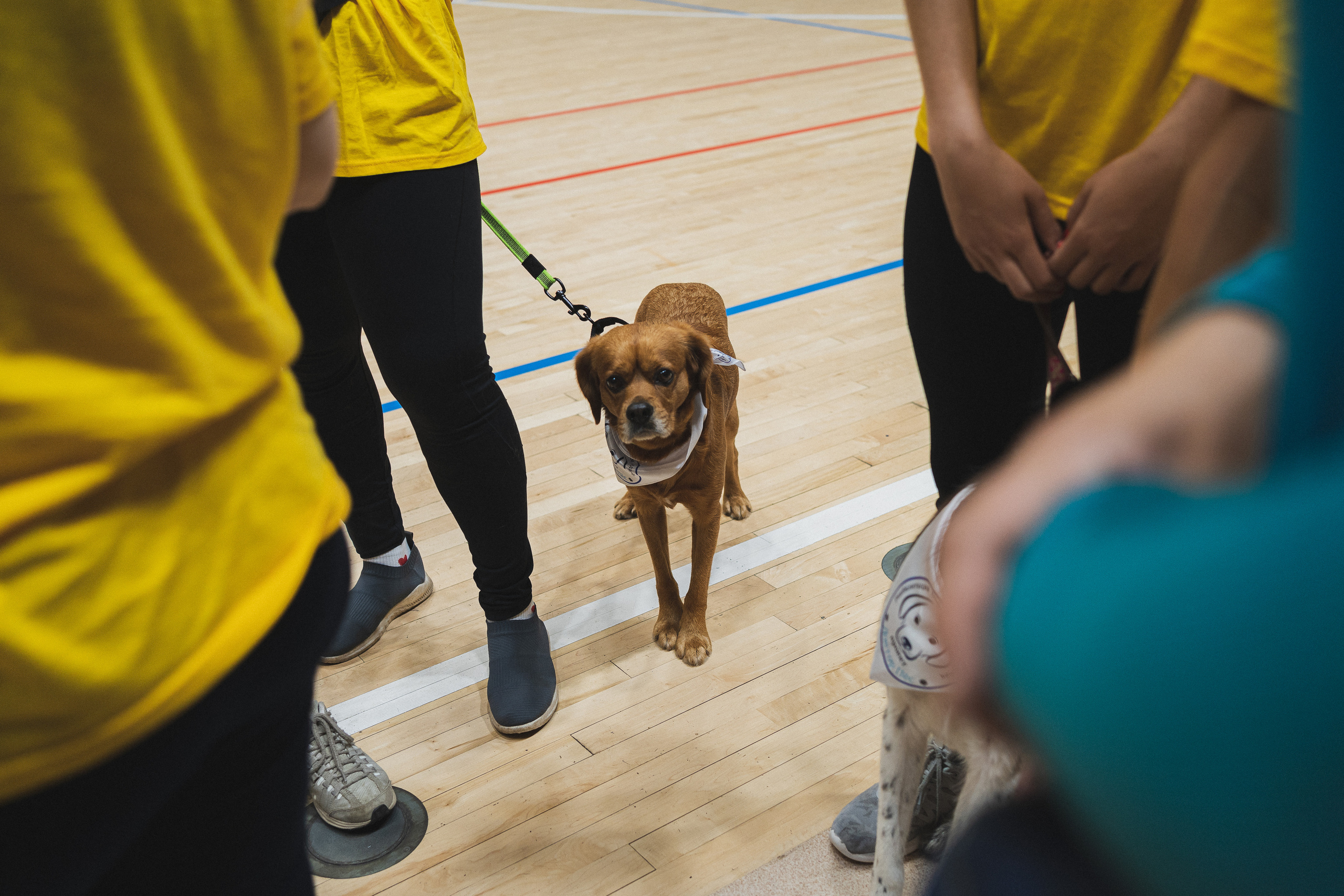 Семейный праздник «Доктор пес & компания» | 2022