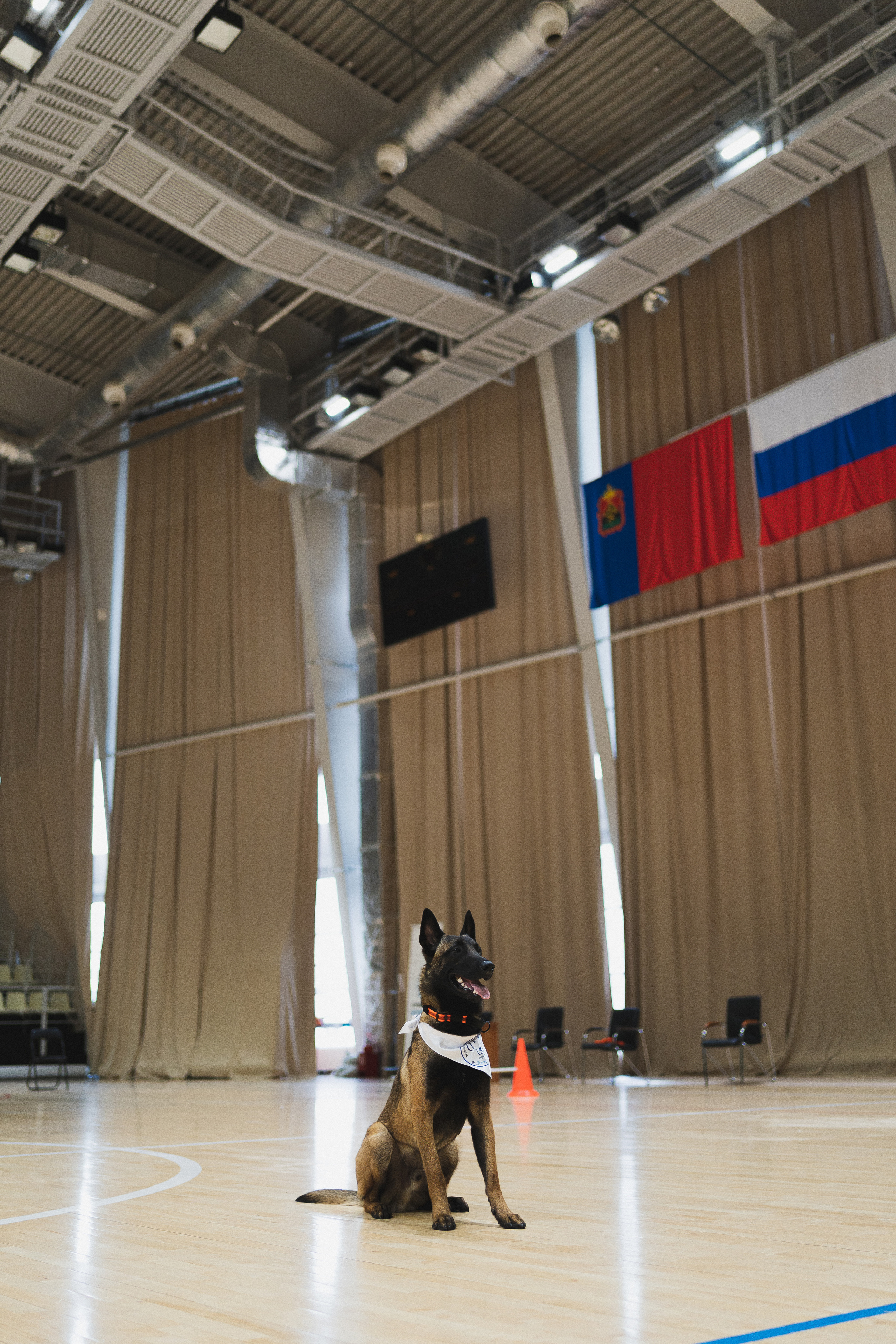 Семейный праздник «Доктор пес & компания» | 2022