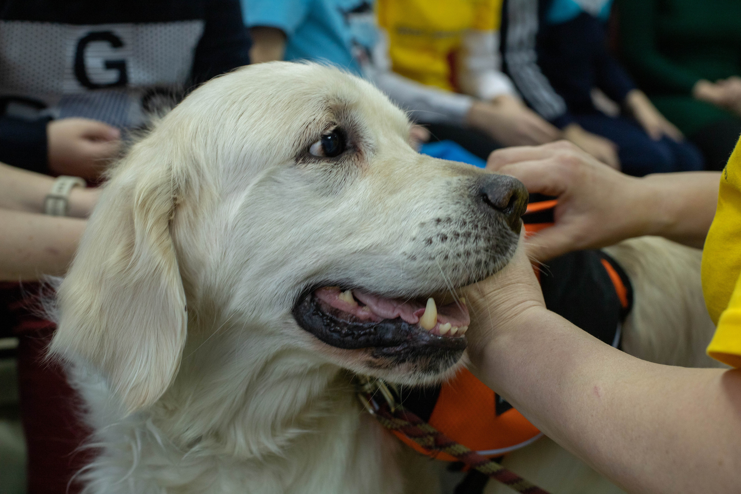 Доктор Пес: канистерапия для детей и подростков с ОВЗ | Кемерово | 2021-2022