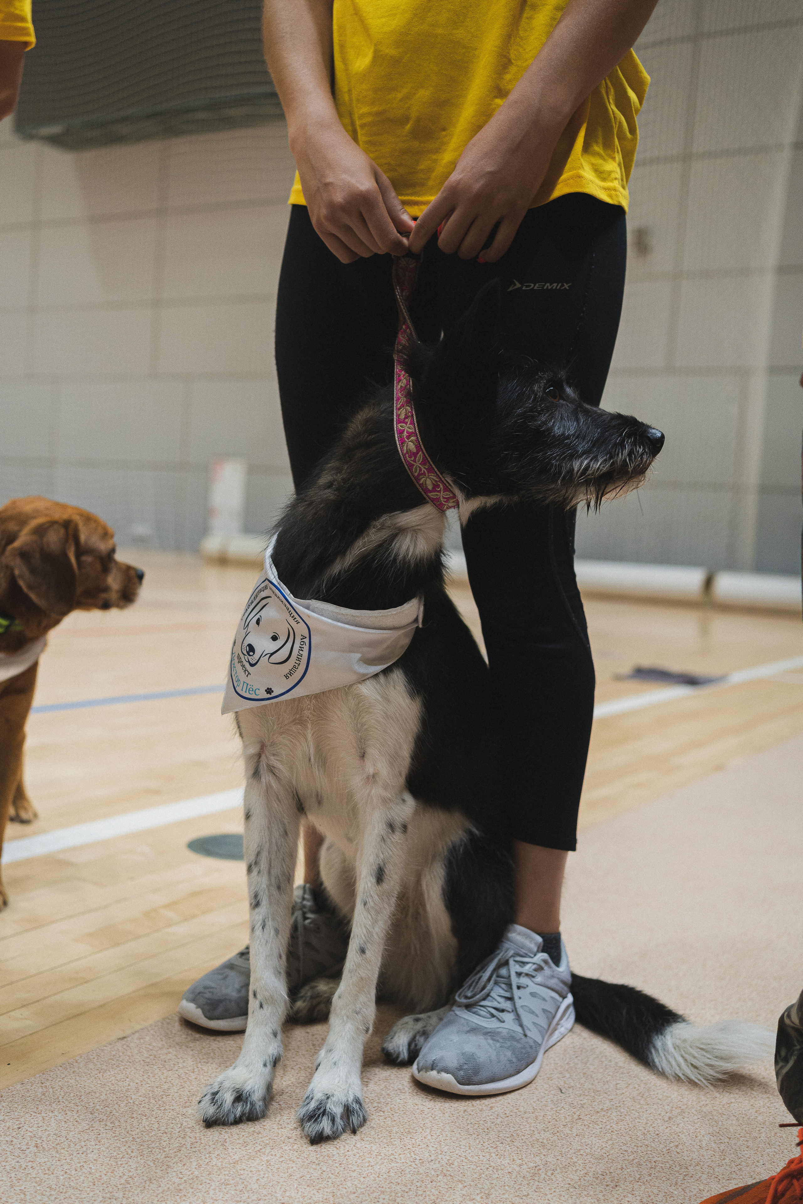 Семейный праздник «Доктор пес & компания» | 2022