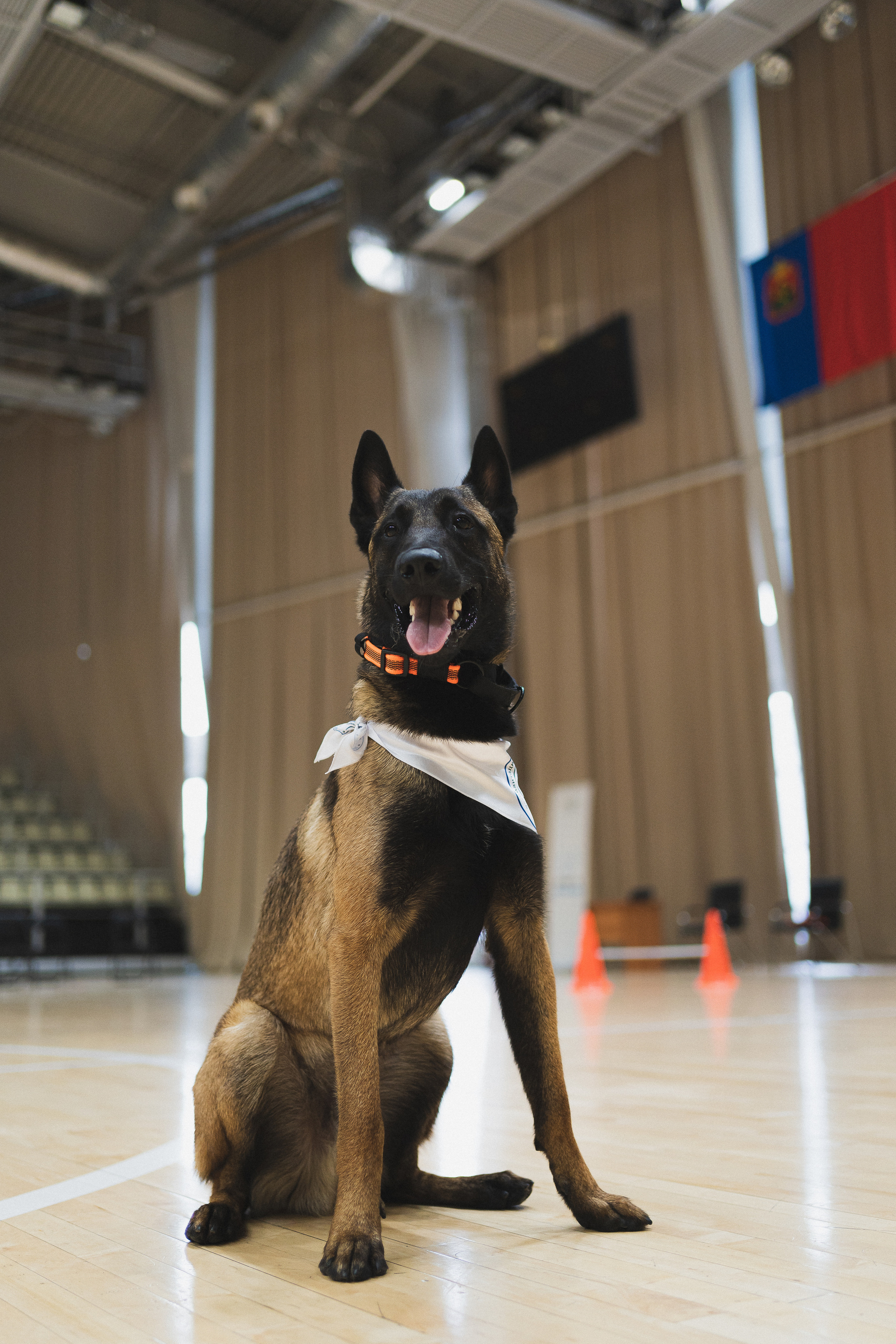 Семейный праздник «Доктор пес & компания» | 2022