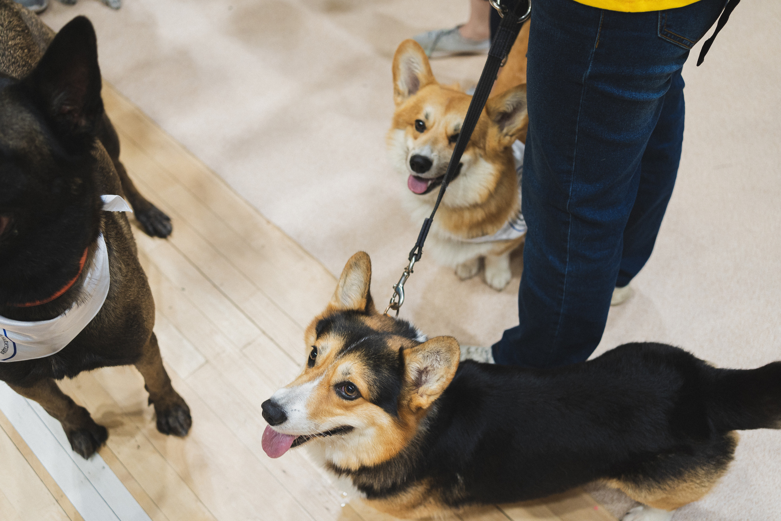 Семейный праздник «Доктор пес & компания» | 2022