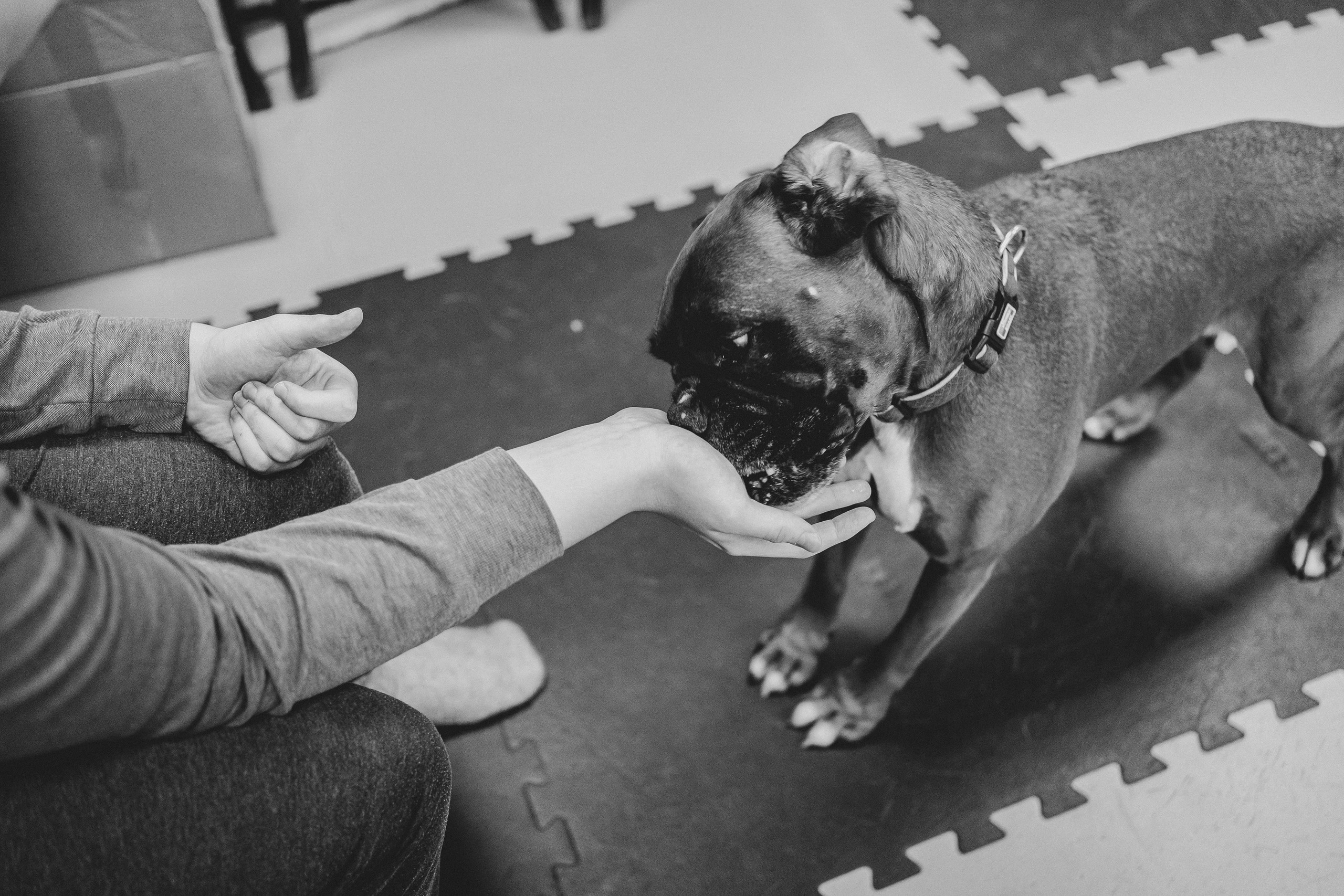 Доктор Пес: канистерапия для детей и подростков с ОВЗ | Кемерово | 2021-2022