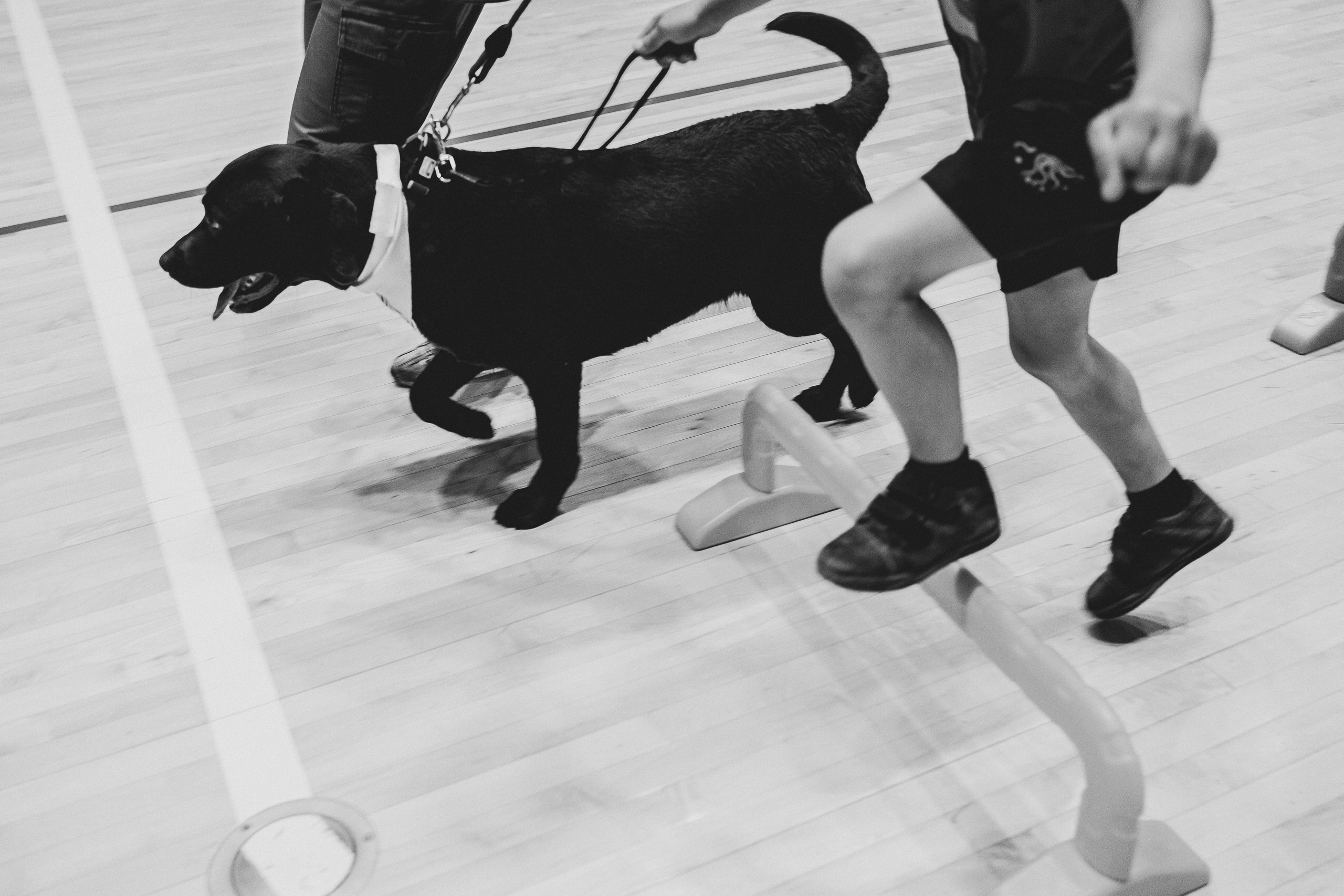 Семейный праздник «Доктор пес & компания» | 2022