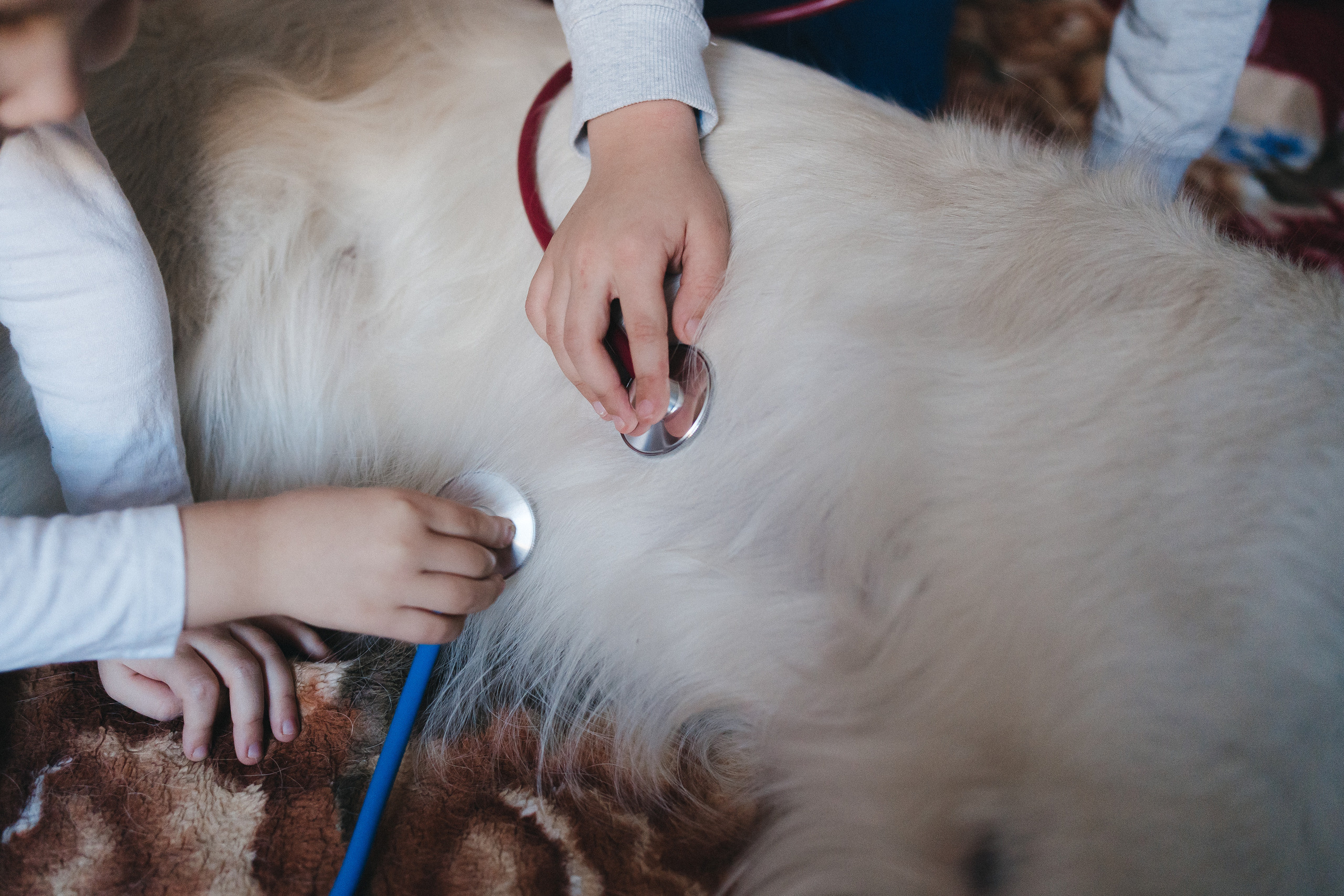 Доктор Пес: канистерапия для детей и подростков с ОВЗ | Кемерово | 2021-2022