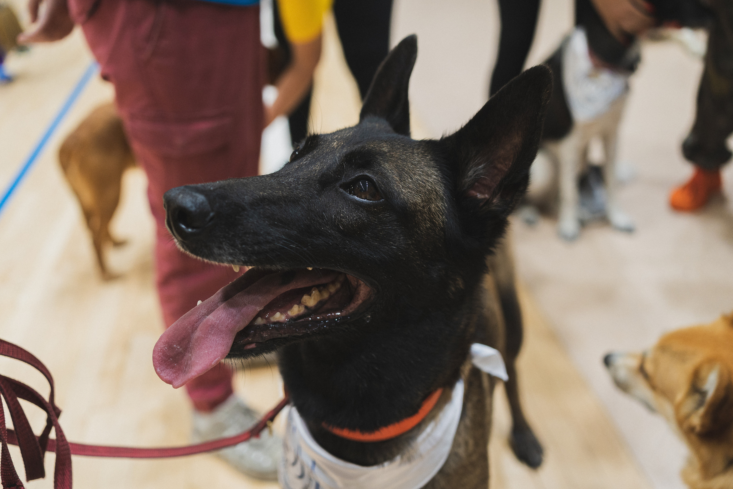Семейный праздник «Доктор пес & компания» | 2022