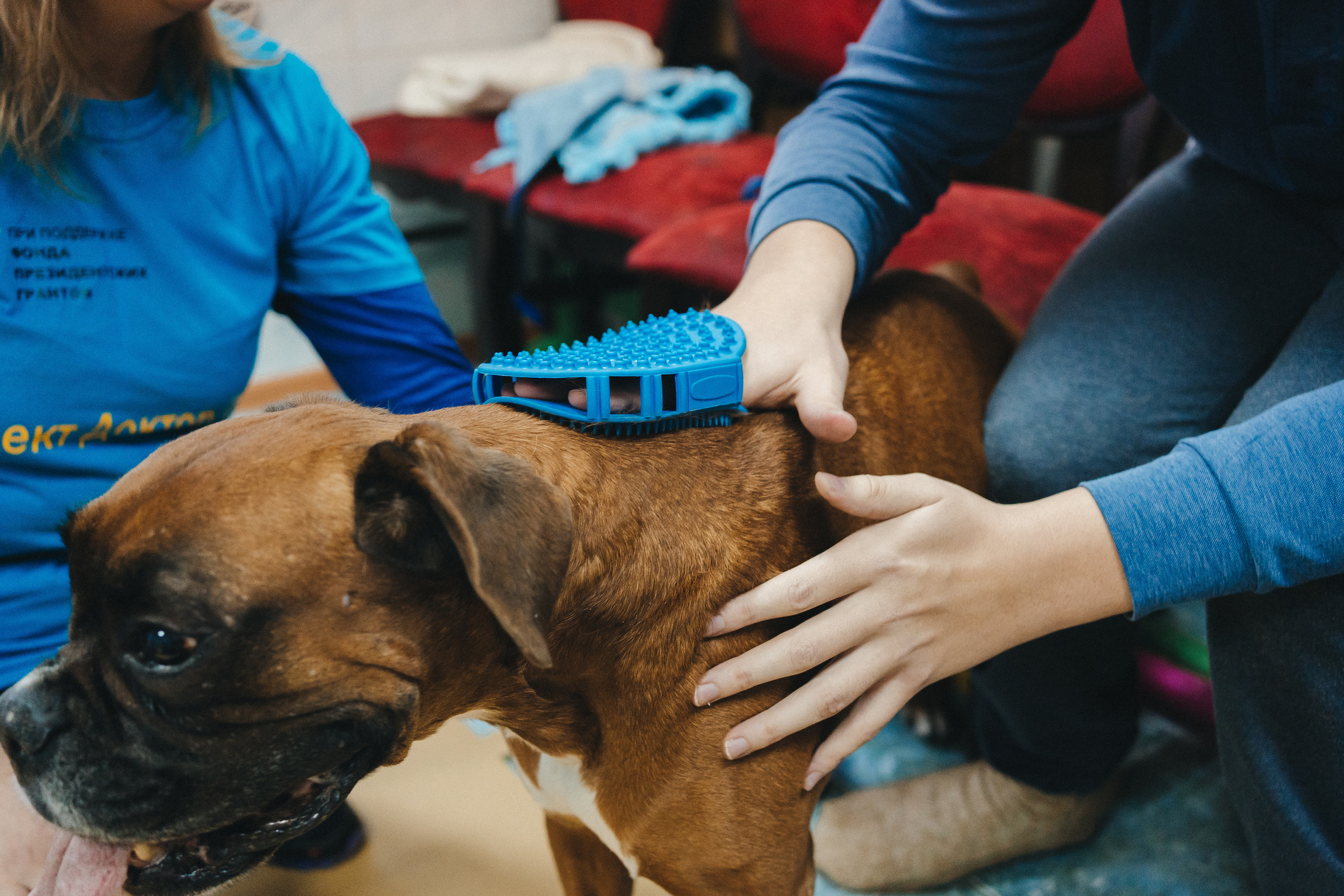 Доктор Пес: канистерапия для детей и подростков с ОВЗ | Кемерово | 2021-2022