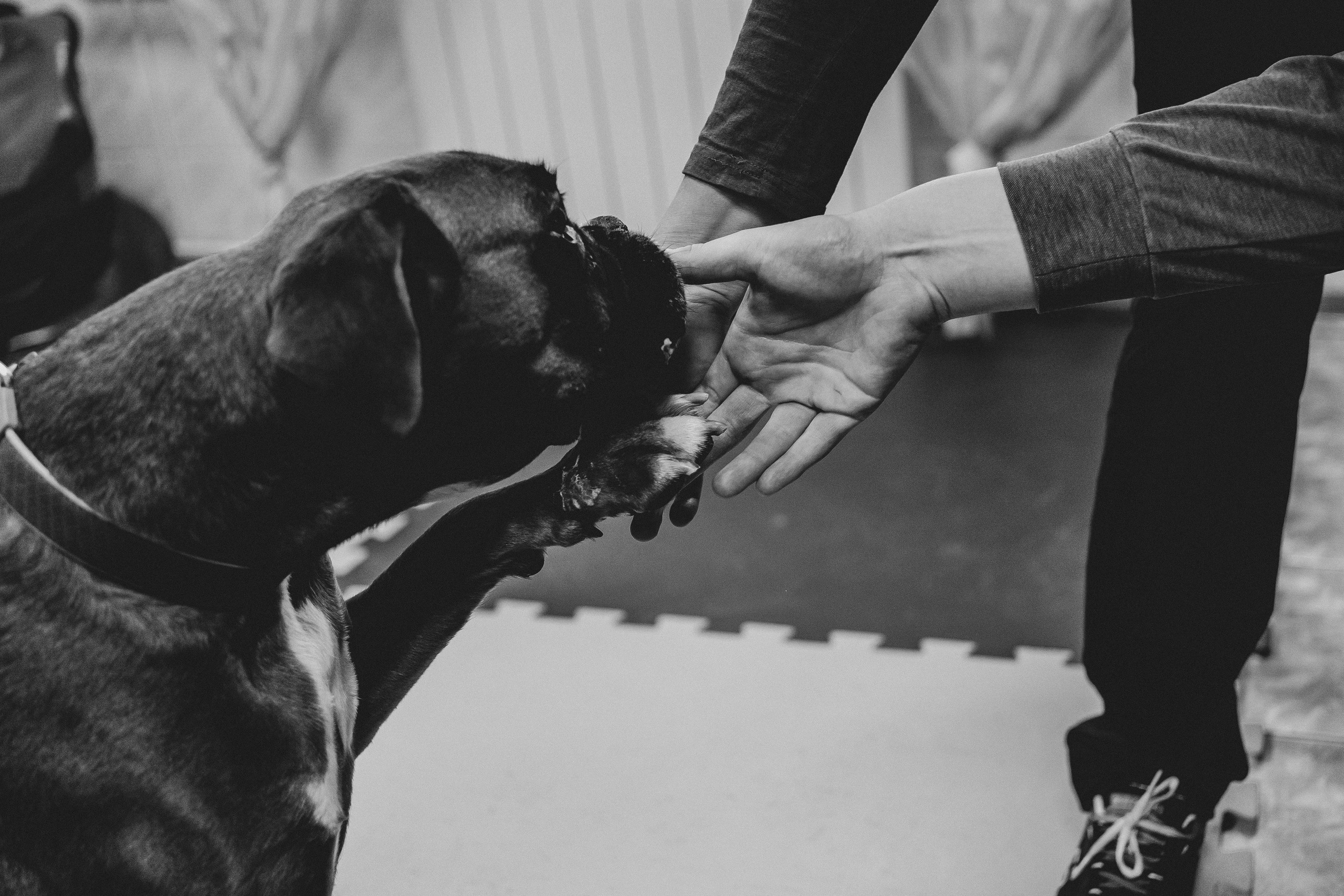 Доктор Пес: канистерапия для детей и подростков с ОВЗ | Кемерово | 2021-2022