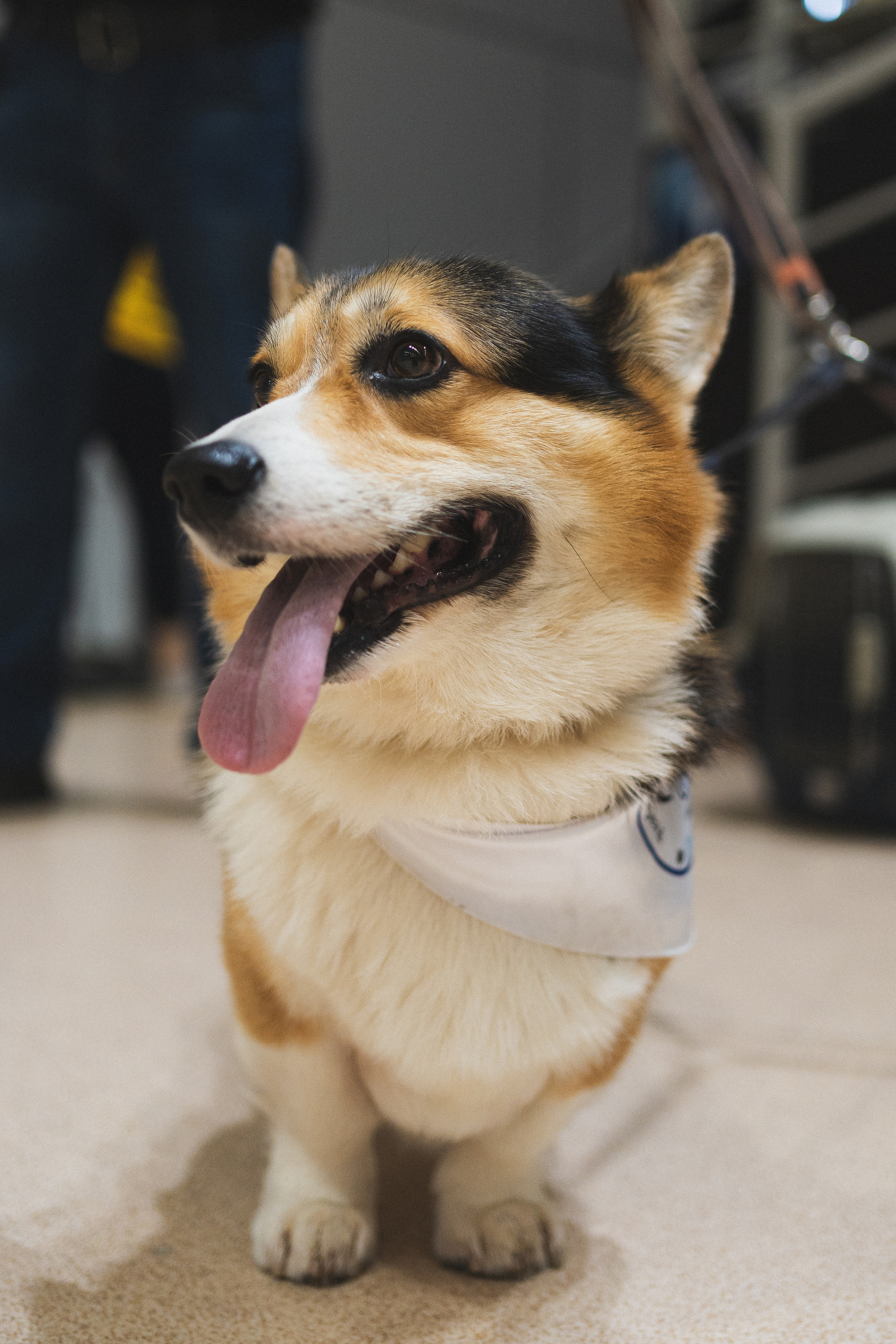 Семейный праздник «Доктор пес & компания» | 2022