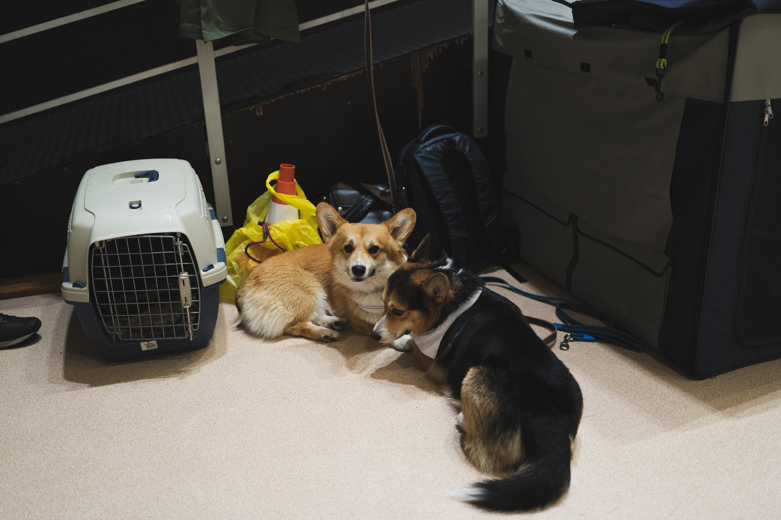 Семейный праздник «Доктор пес & компания» | 2022