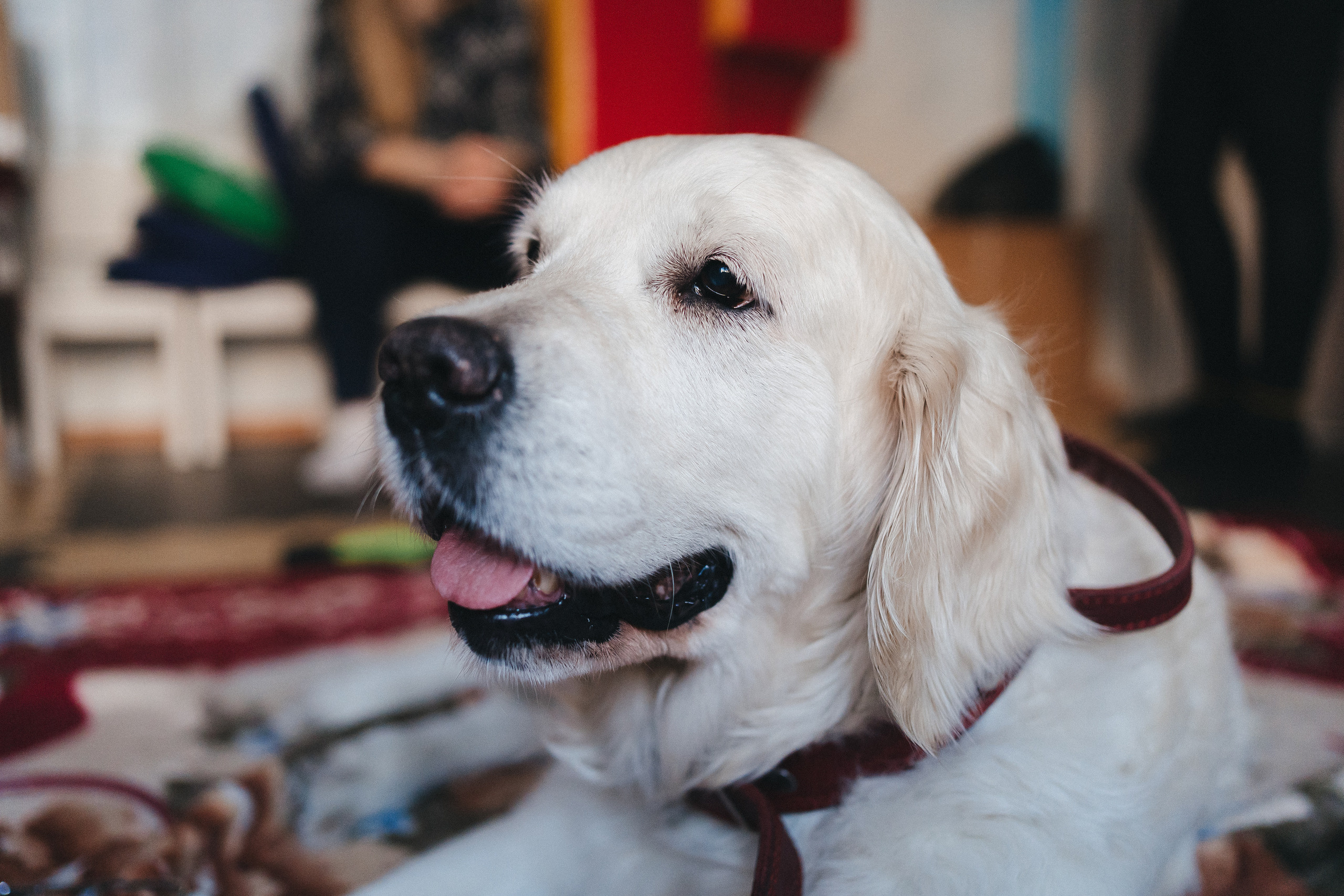 Доктор Пес: канистерапия для детей и подростков с ОВЗ | Кемерово | 2021-2022