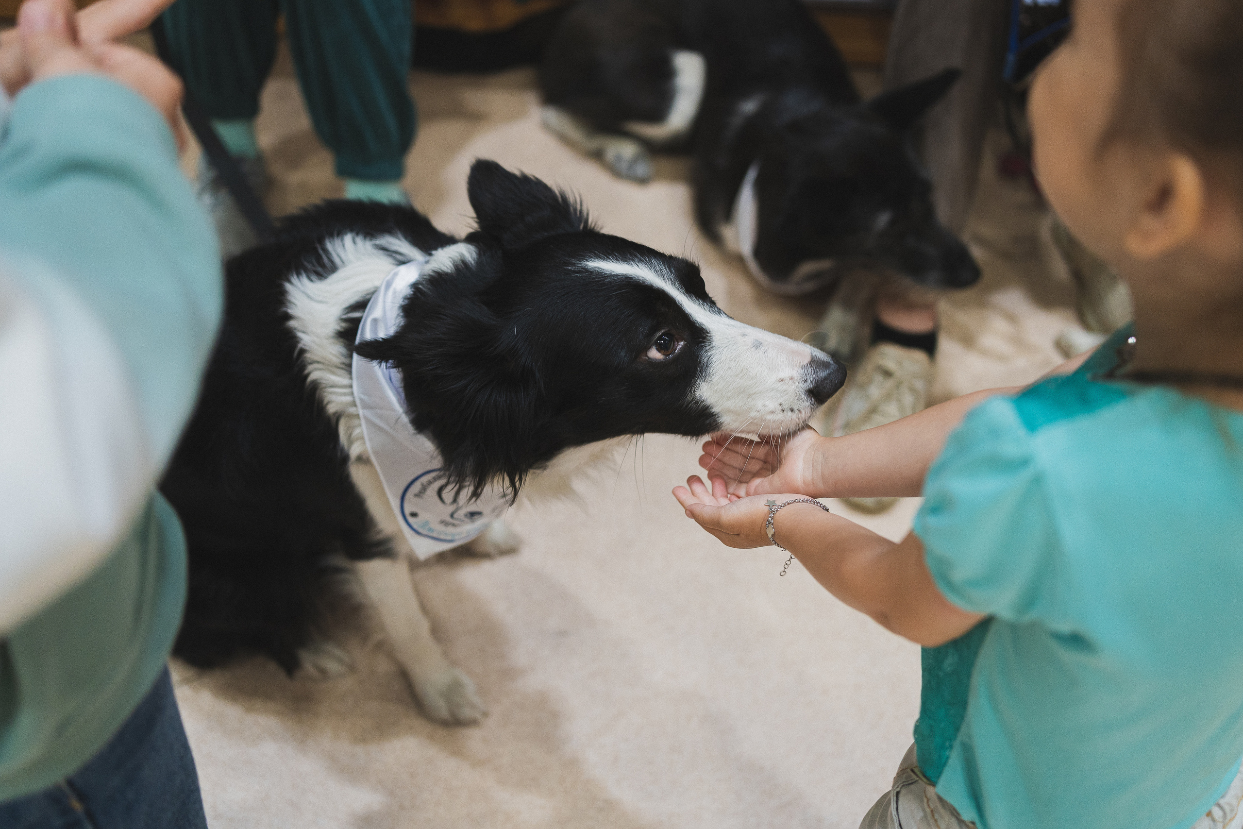 Семейный праздник «Доктор пес & компания» | 2022