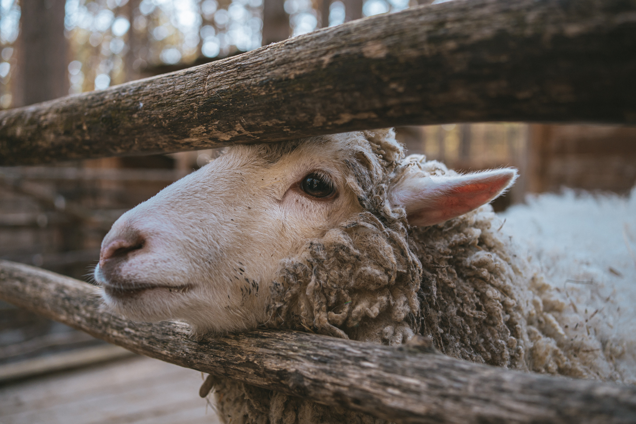 Всероссийская обучающая стажировка АВЦ в Кузбассе | 2022 | Кем-Белово-Новокуз