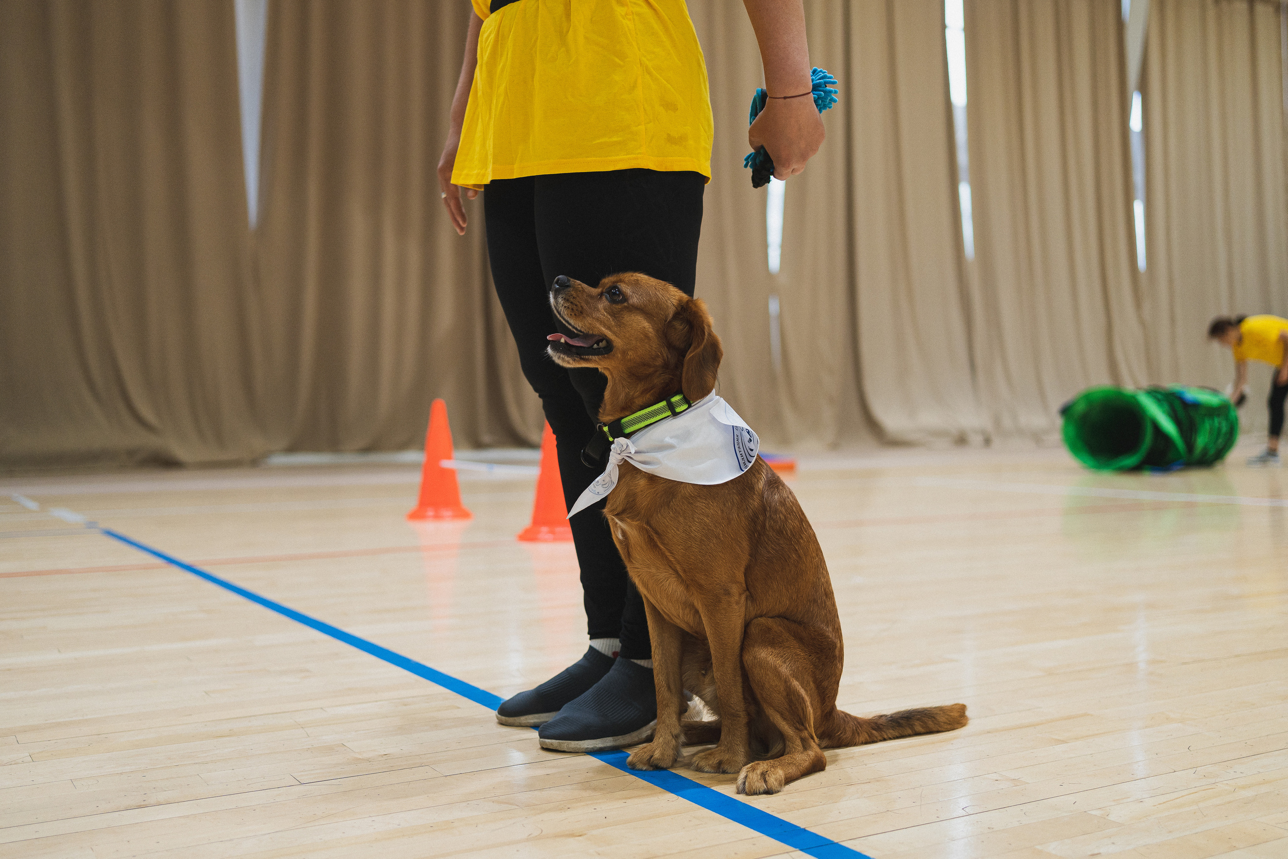 Семейный праздник «Доктор пес & компания» | 2022