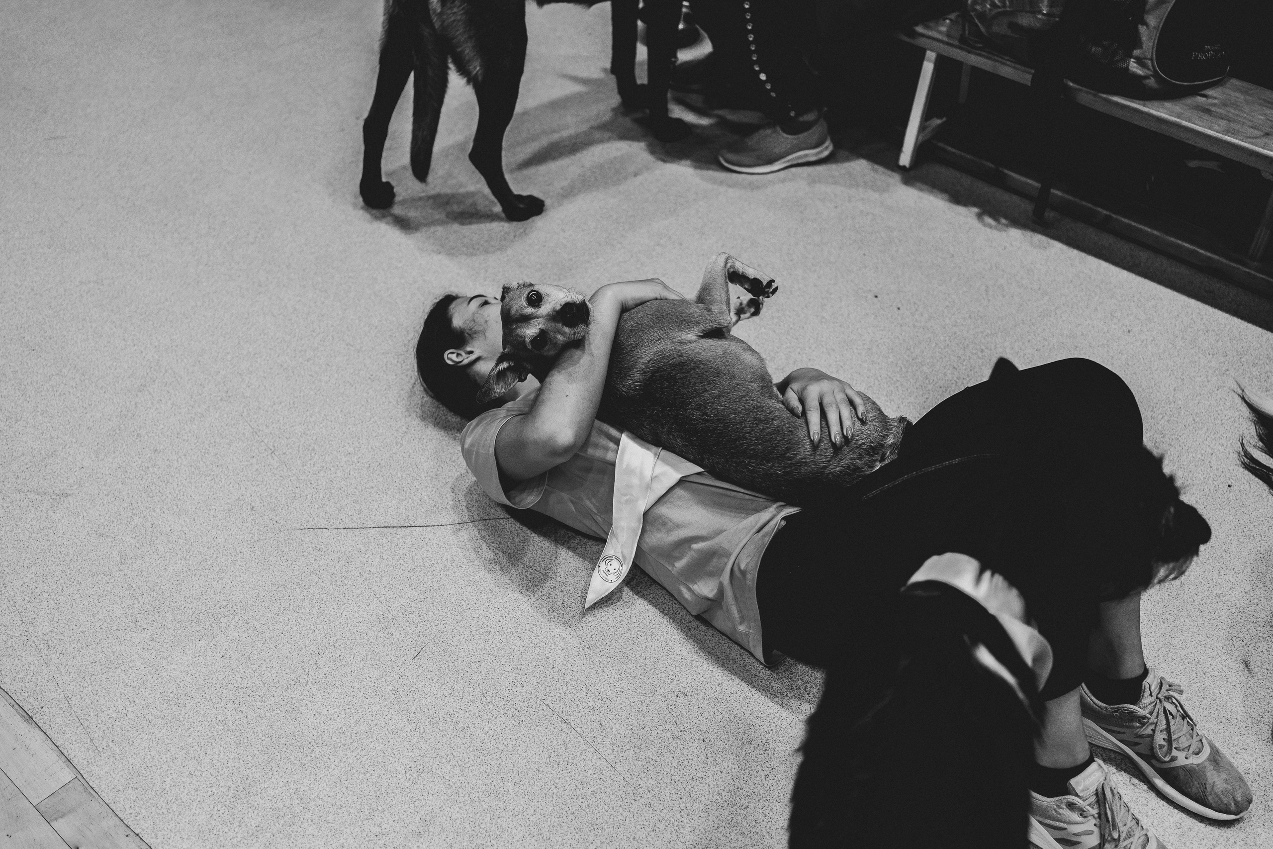 Семейный праздник «Доктор пес & компания» | 2022