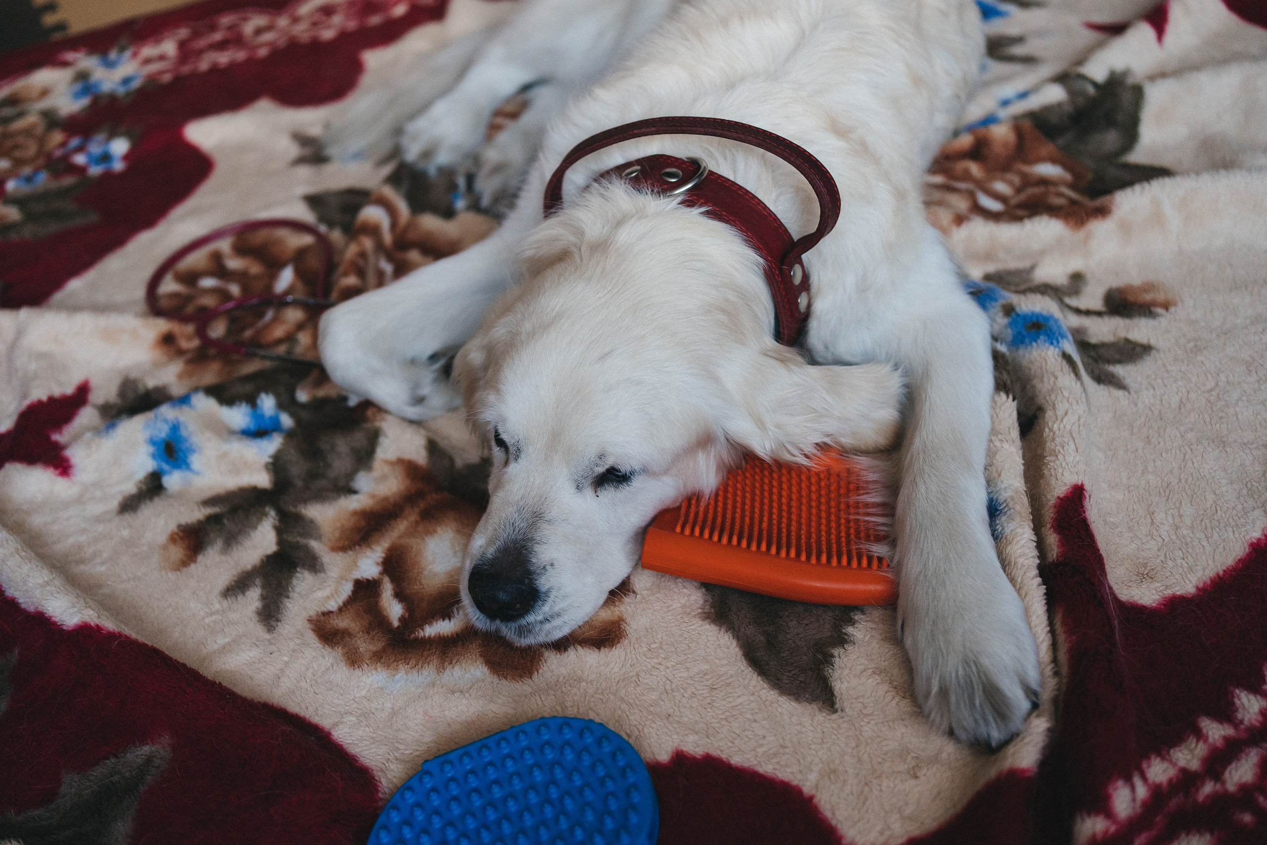 Доктор Пес: канистерапия для детей и подростков с ОВЗ | Кемерово | 2021-2022