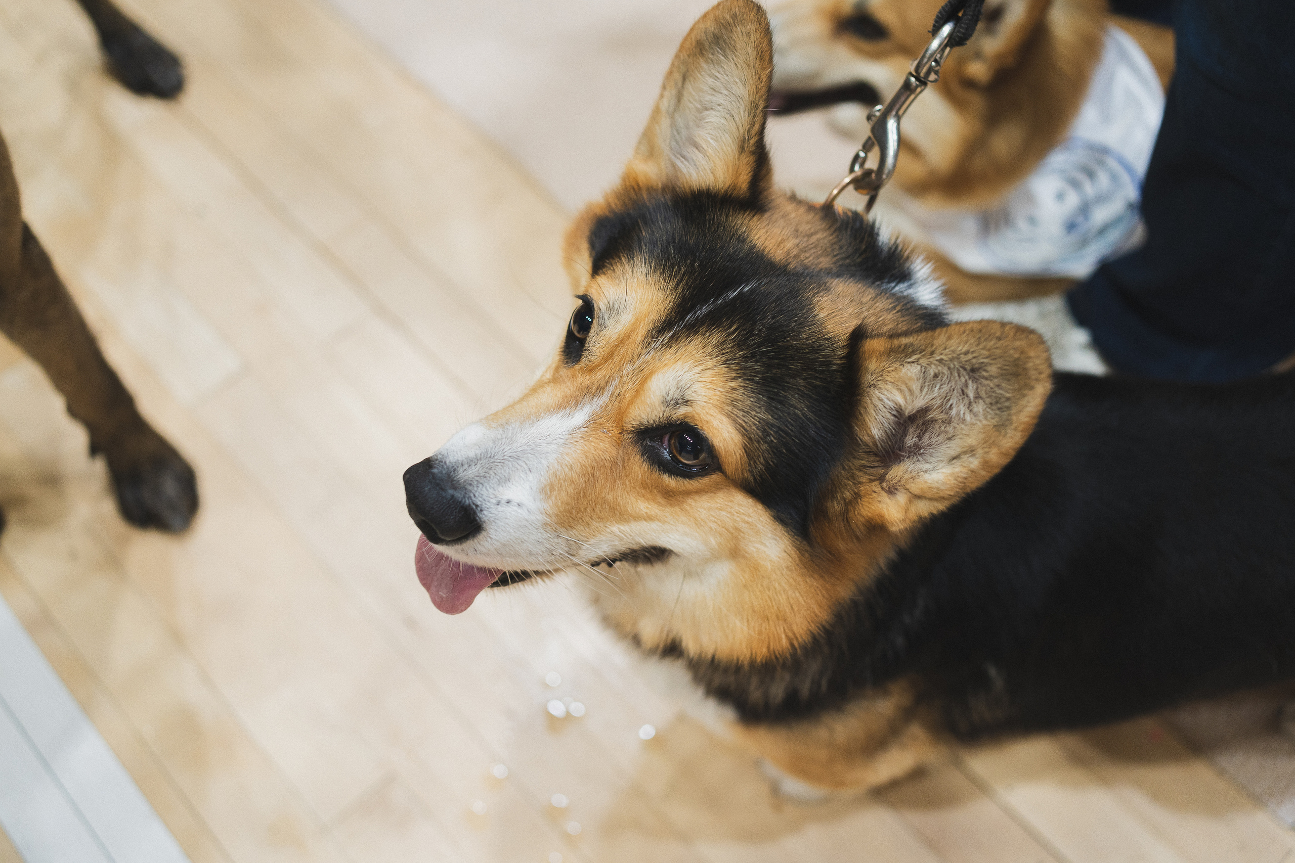 Семейный праздник «Доктор пес & компания» | 2022