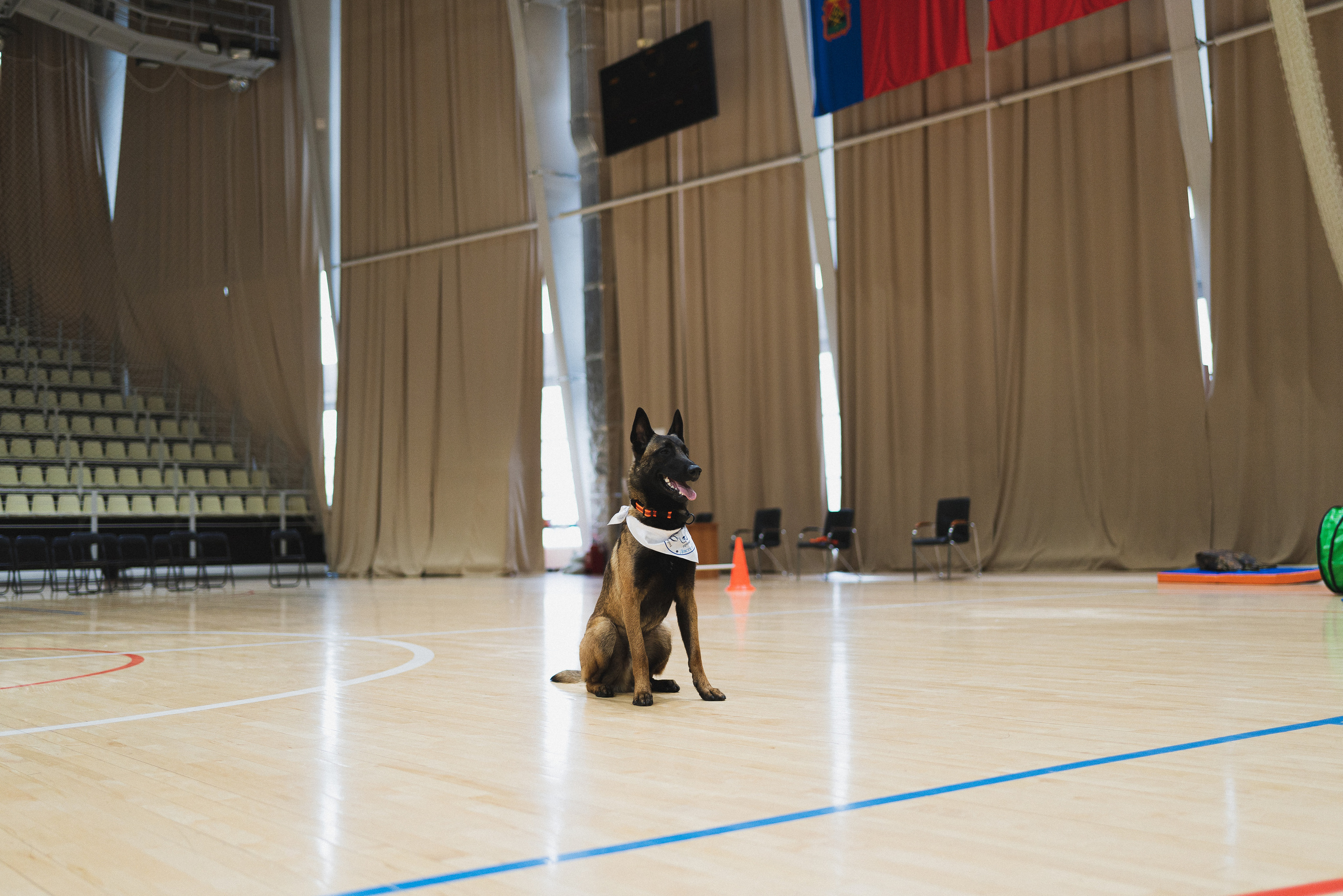 Семейный праздник «Доктор пес & компания» | 2022