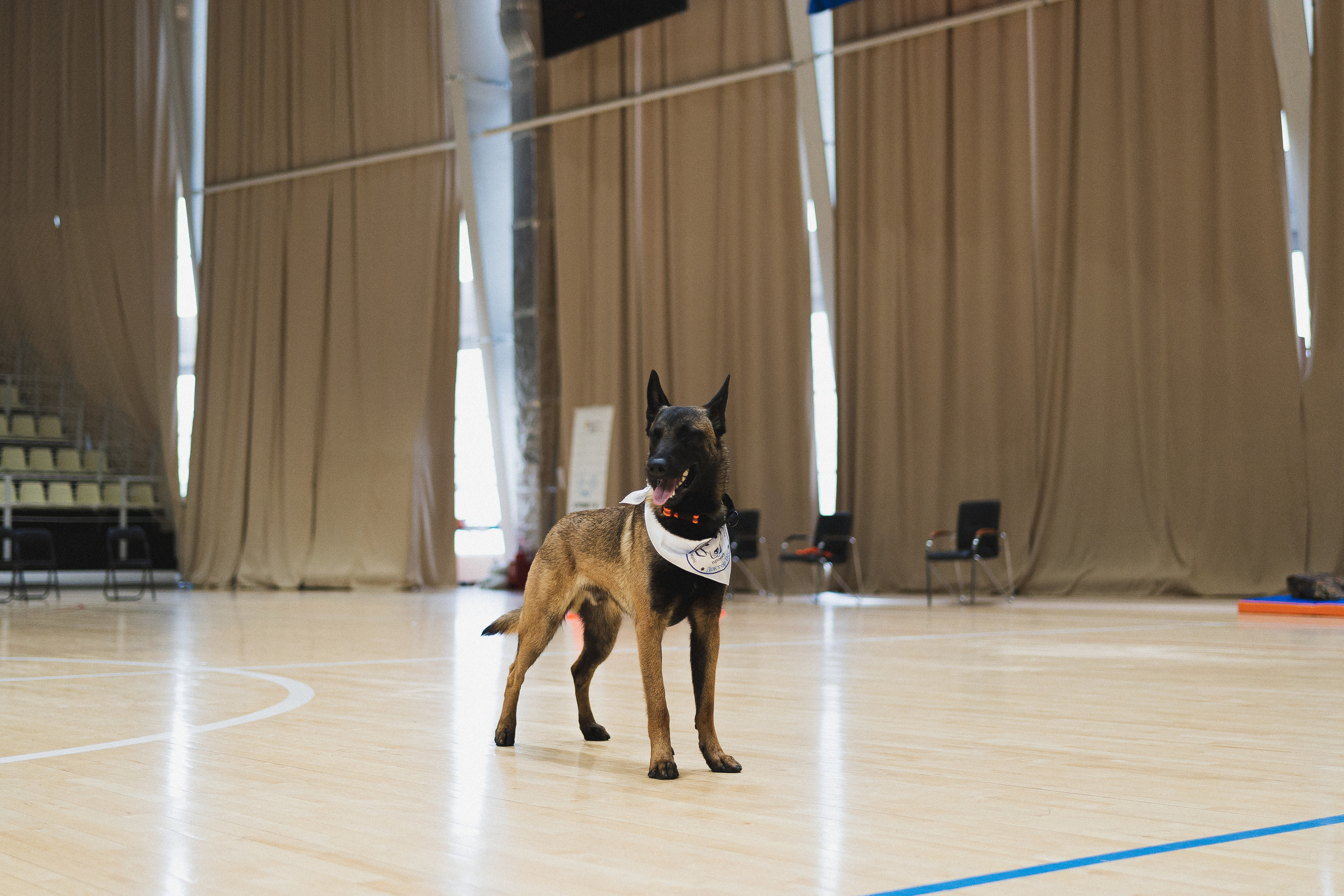 Семейный праздник «Доктор пес & компания» | 2022