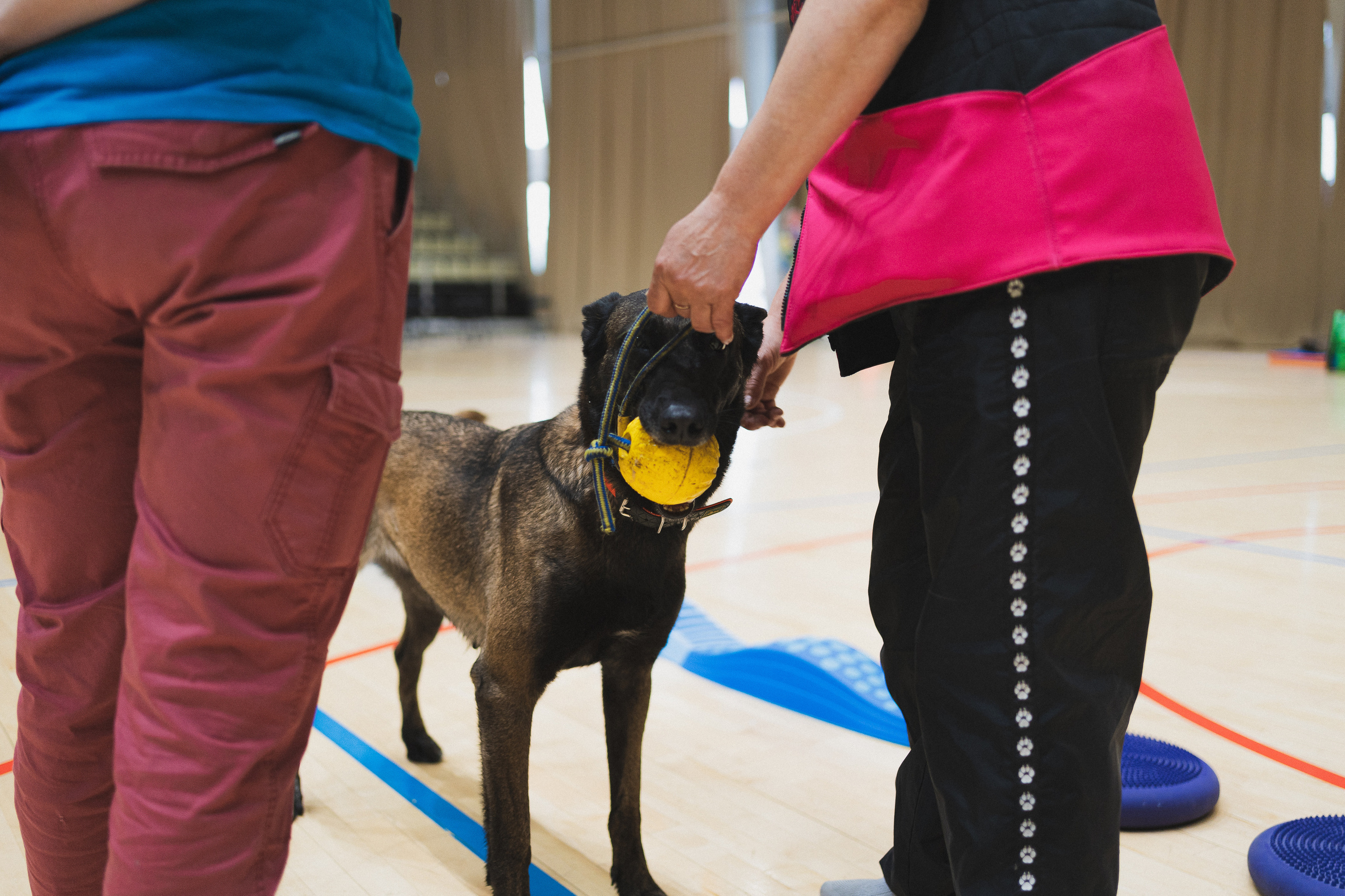 Семейный праздник «Доктор пес & компания» | 2022