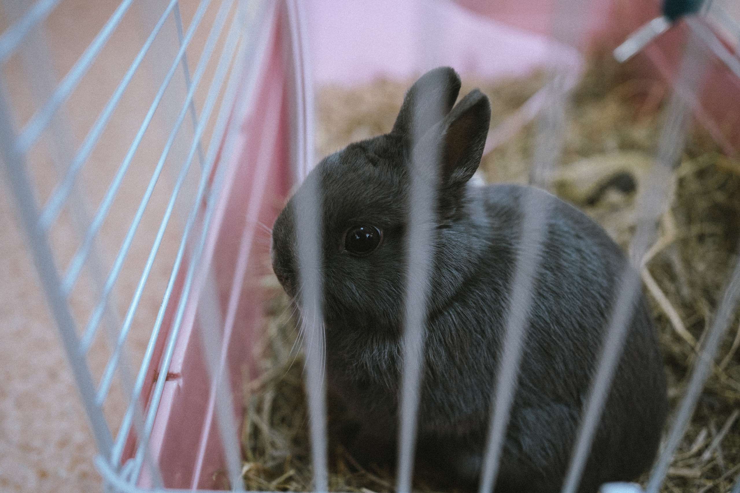 Акция «Новый год в каждый дом» | Кем.обл | 2021