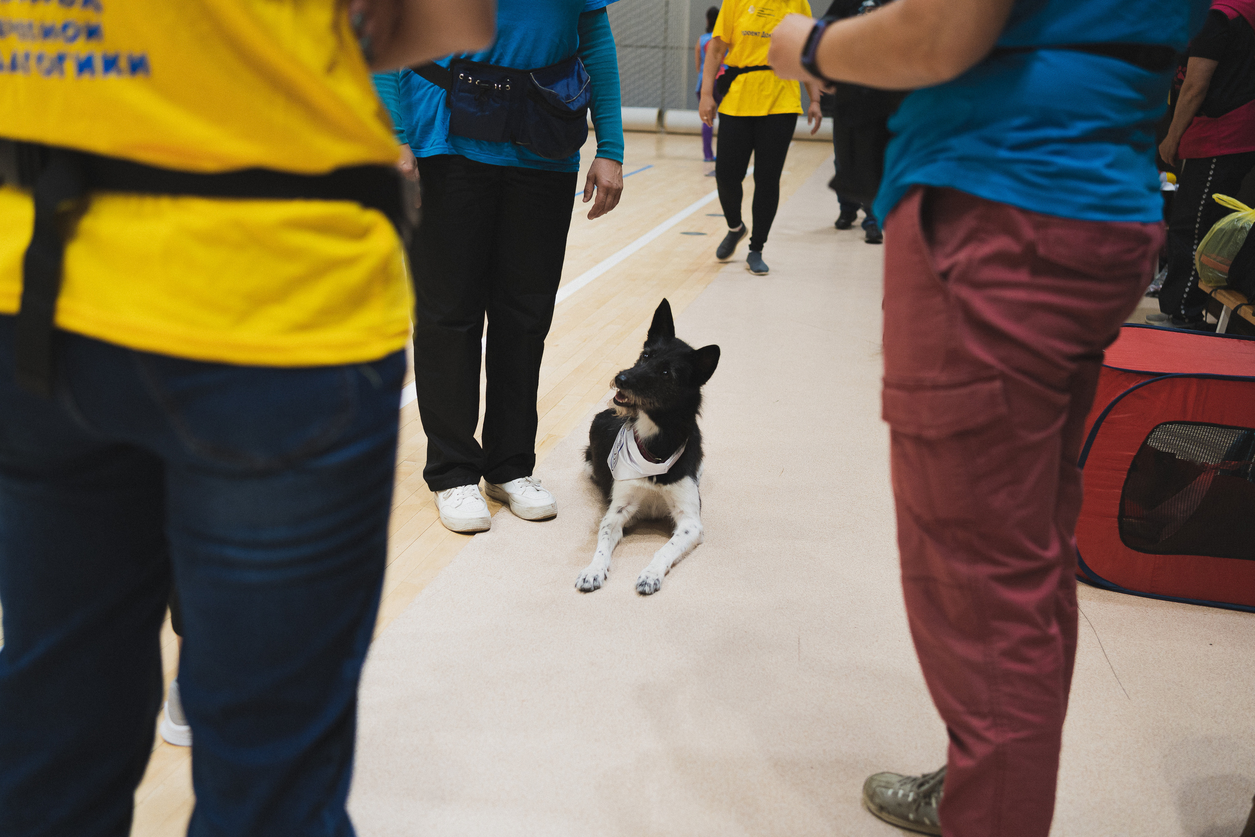 Семейный праздник «Доктор пес & компания» | 2022