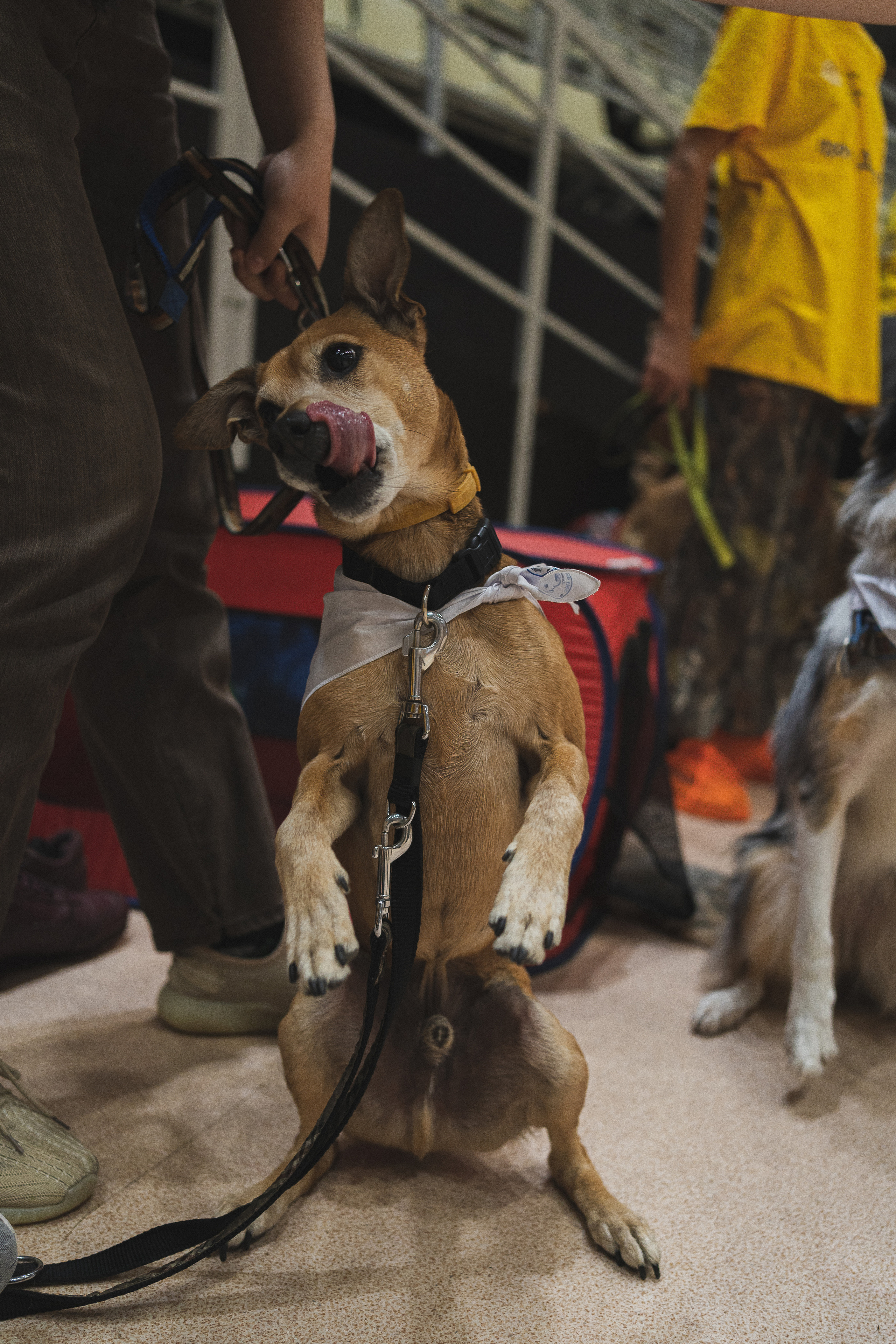 Семейный праздник «Доктор пес & компания» | 2022