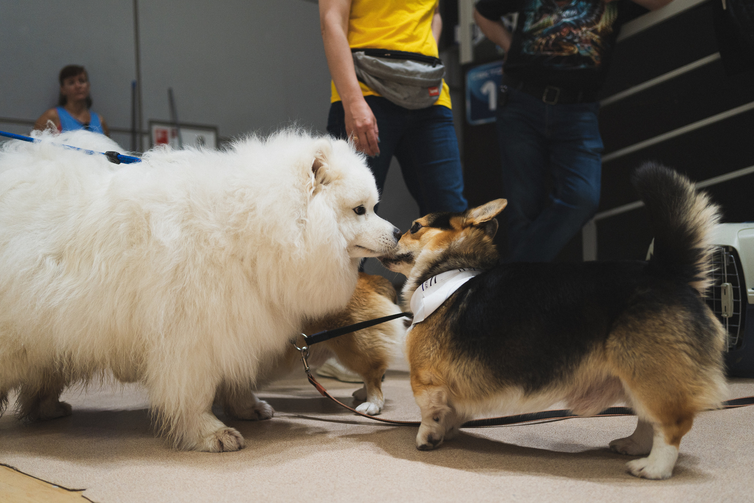 Семейный праздник «Доктор пес & компания» | 2022