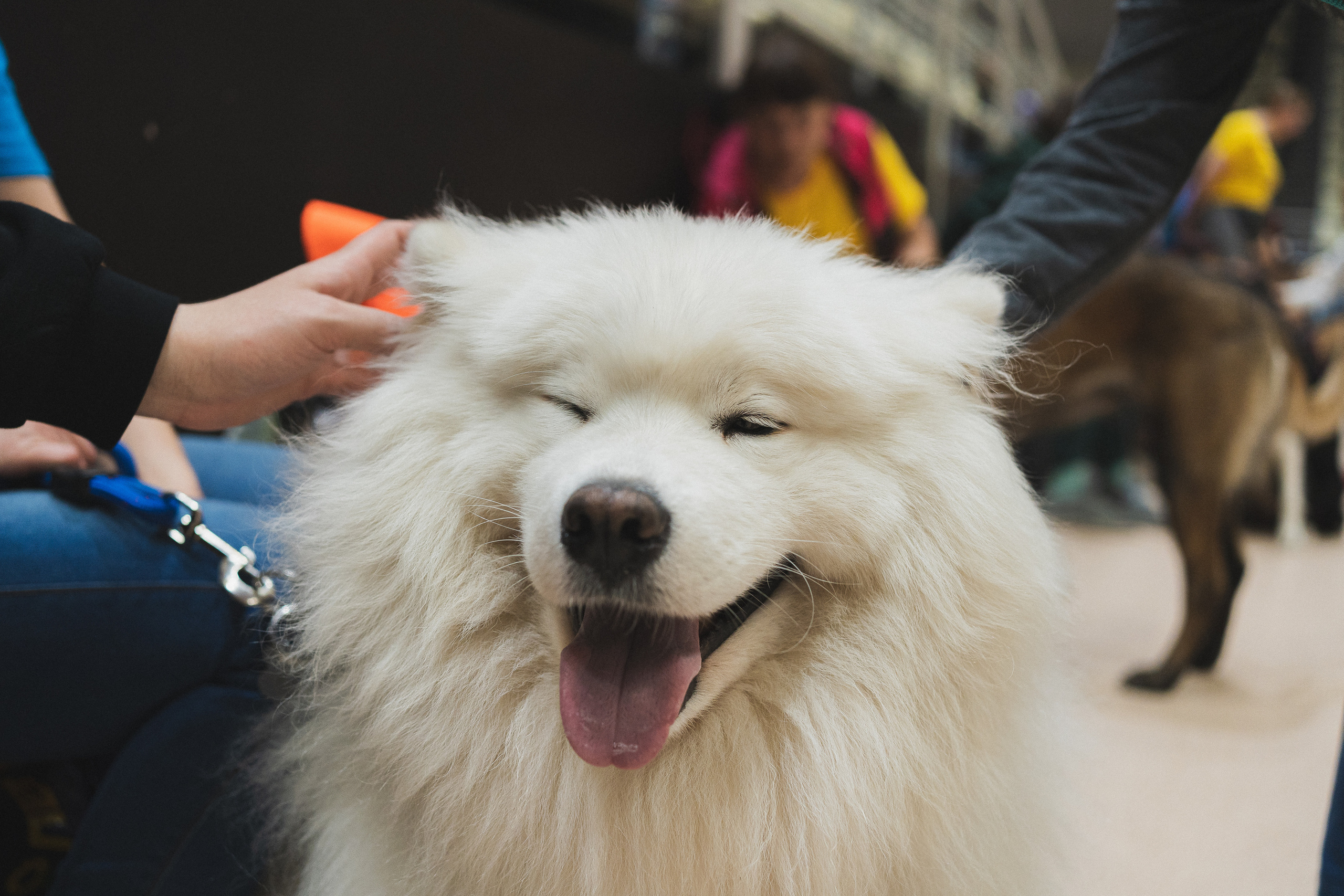 Семейный праздник «Доктор пес & компания» | 2022