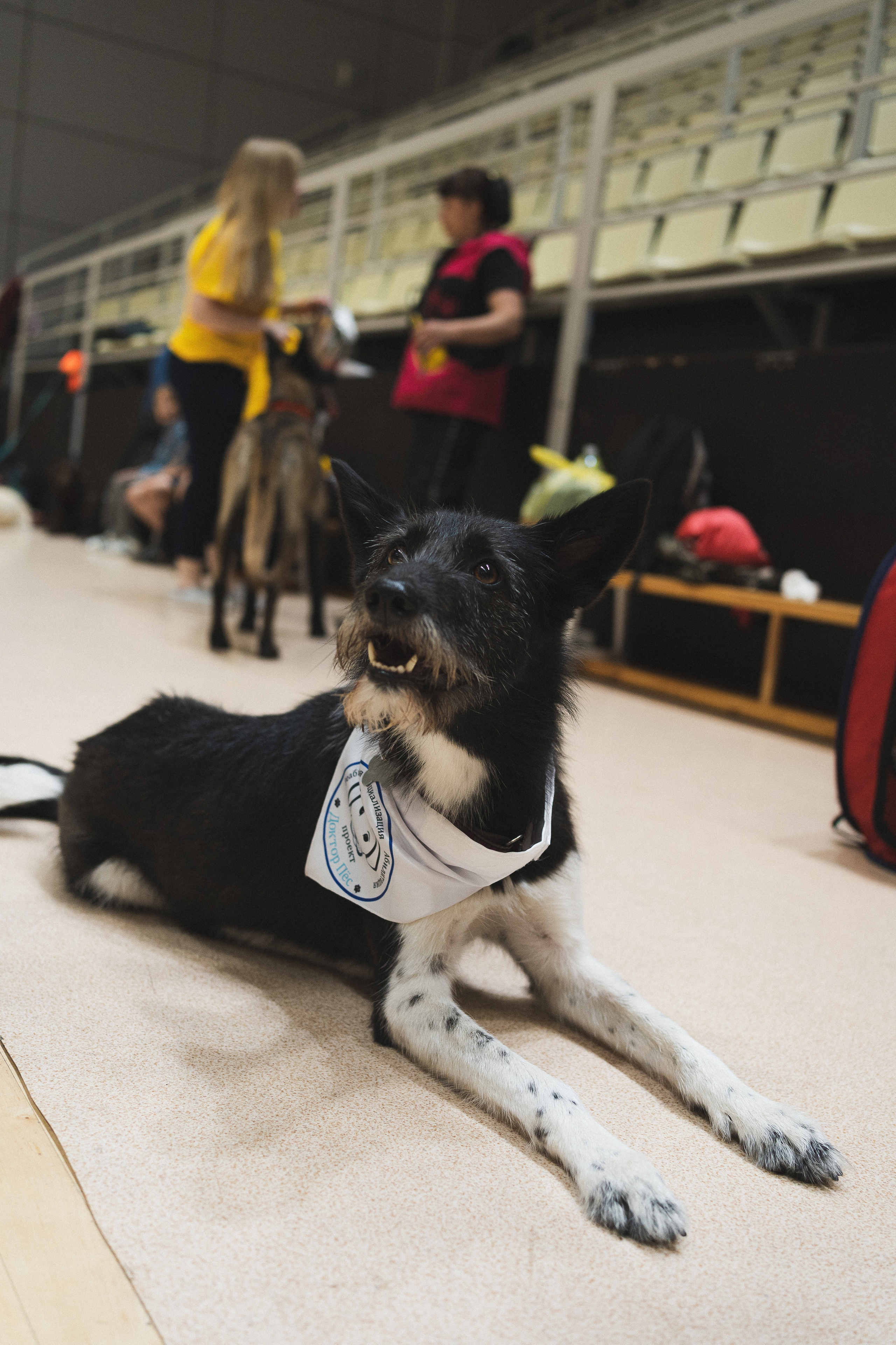 Семейный праздник «Доктор пес & компания» | 2022