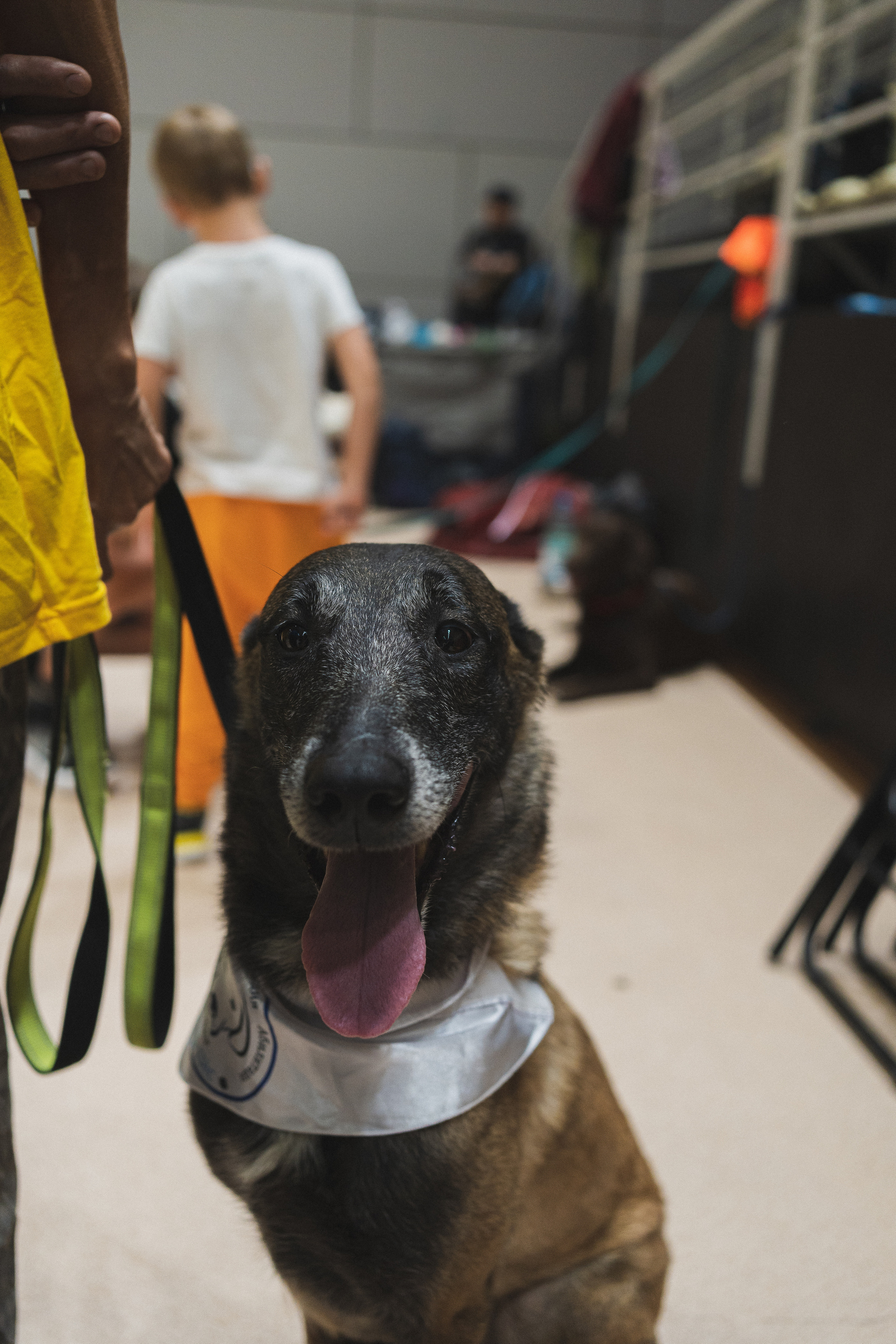 Семейный праздник «Доктор пес & компания» | 2022