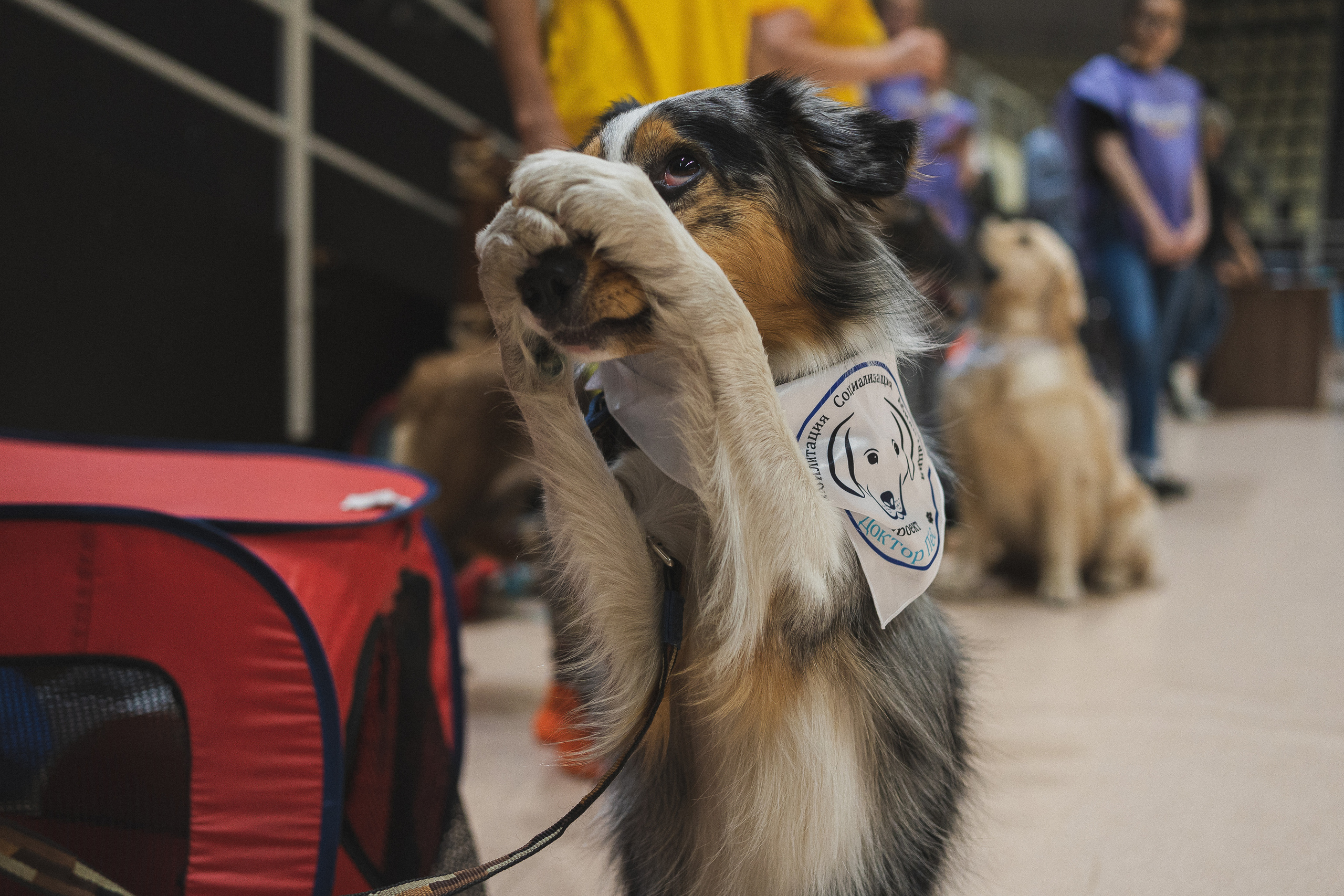 Семейный праздник «Доктор пес & компания» | 2022