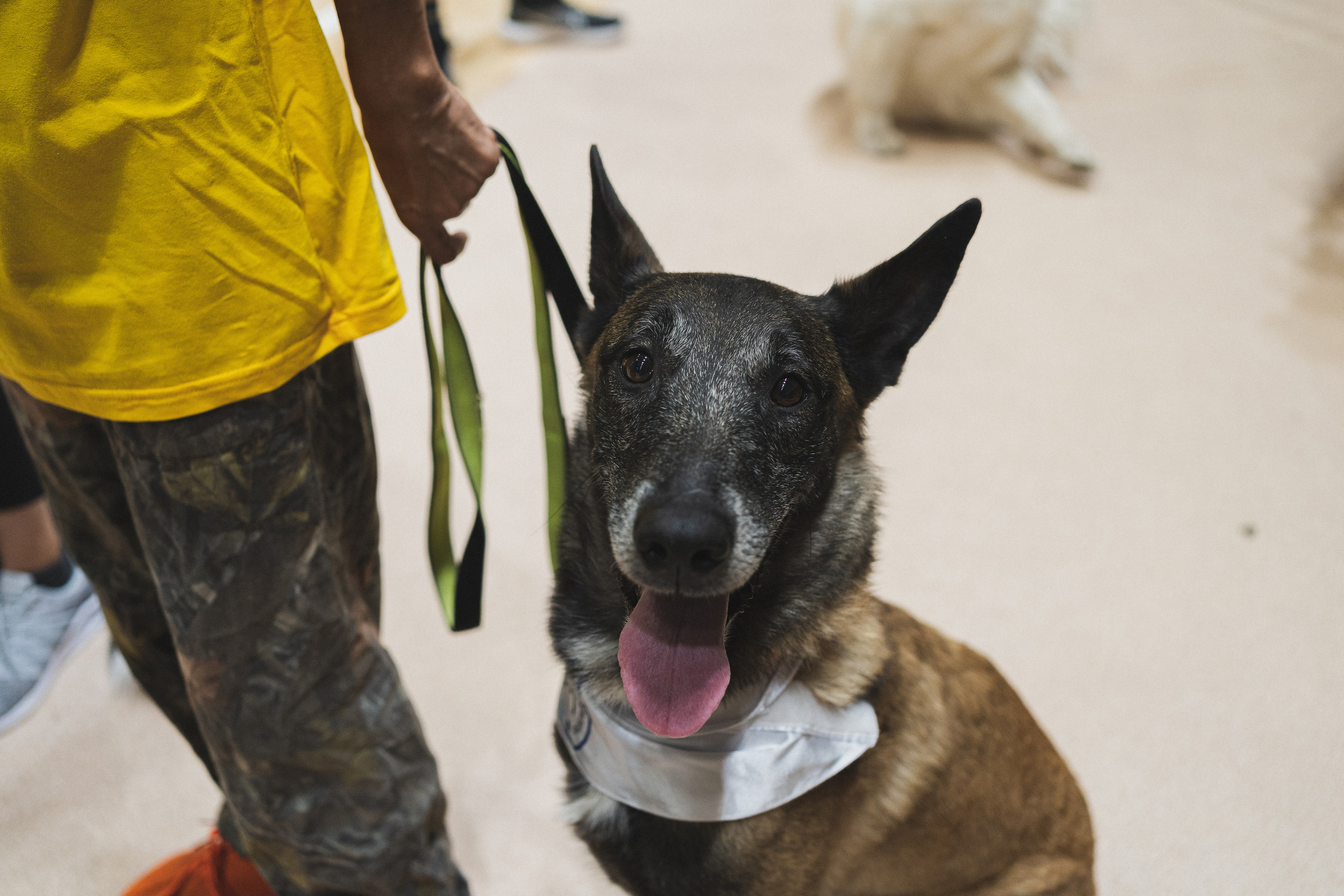 Семейный праздник «Доктор пес & компания» | 2022