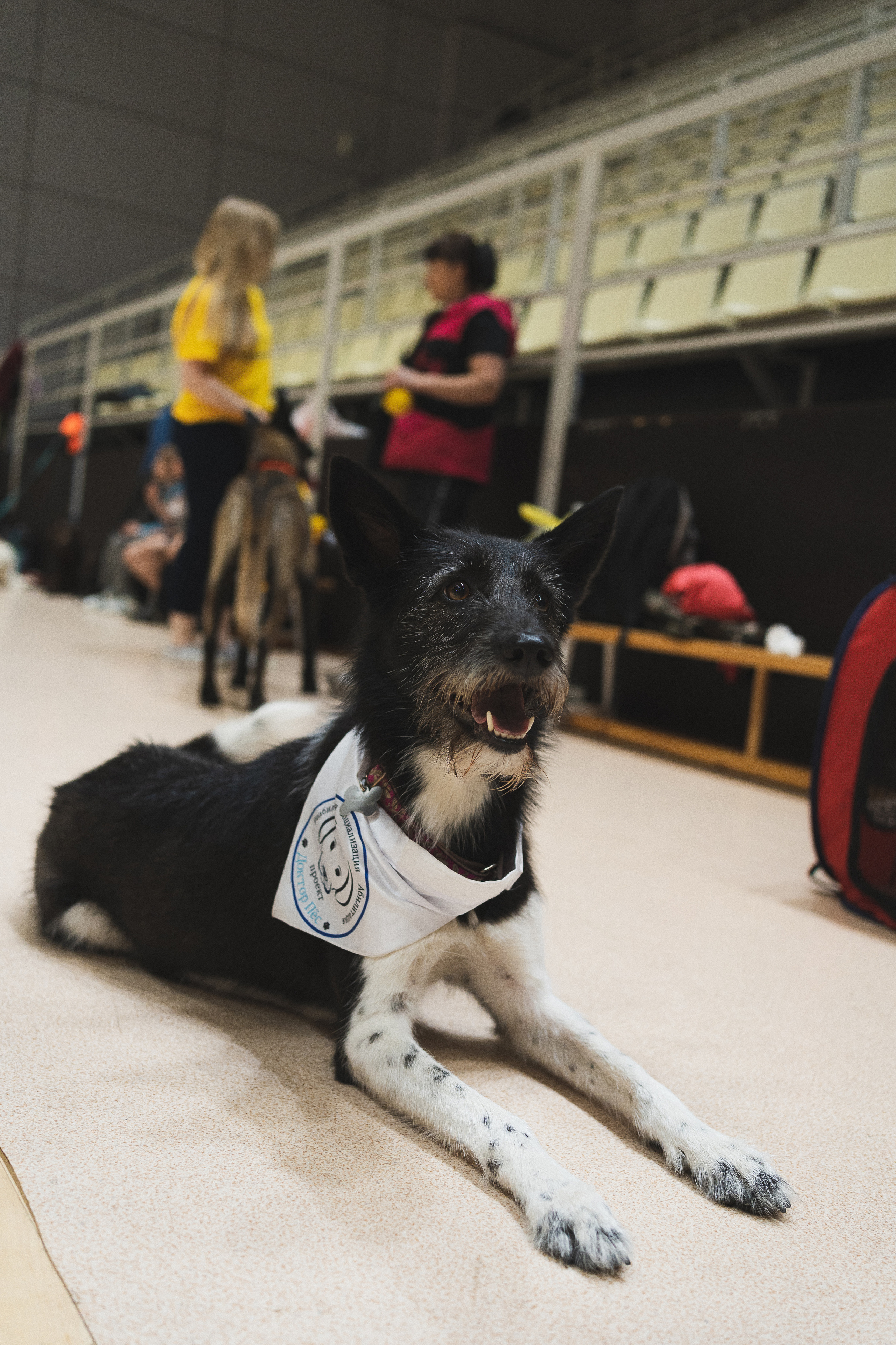 Семейный праздник «Доктор пес & компания» | 2022