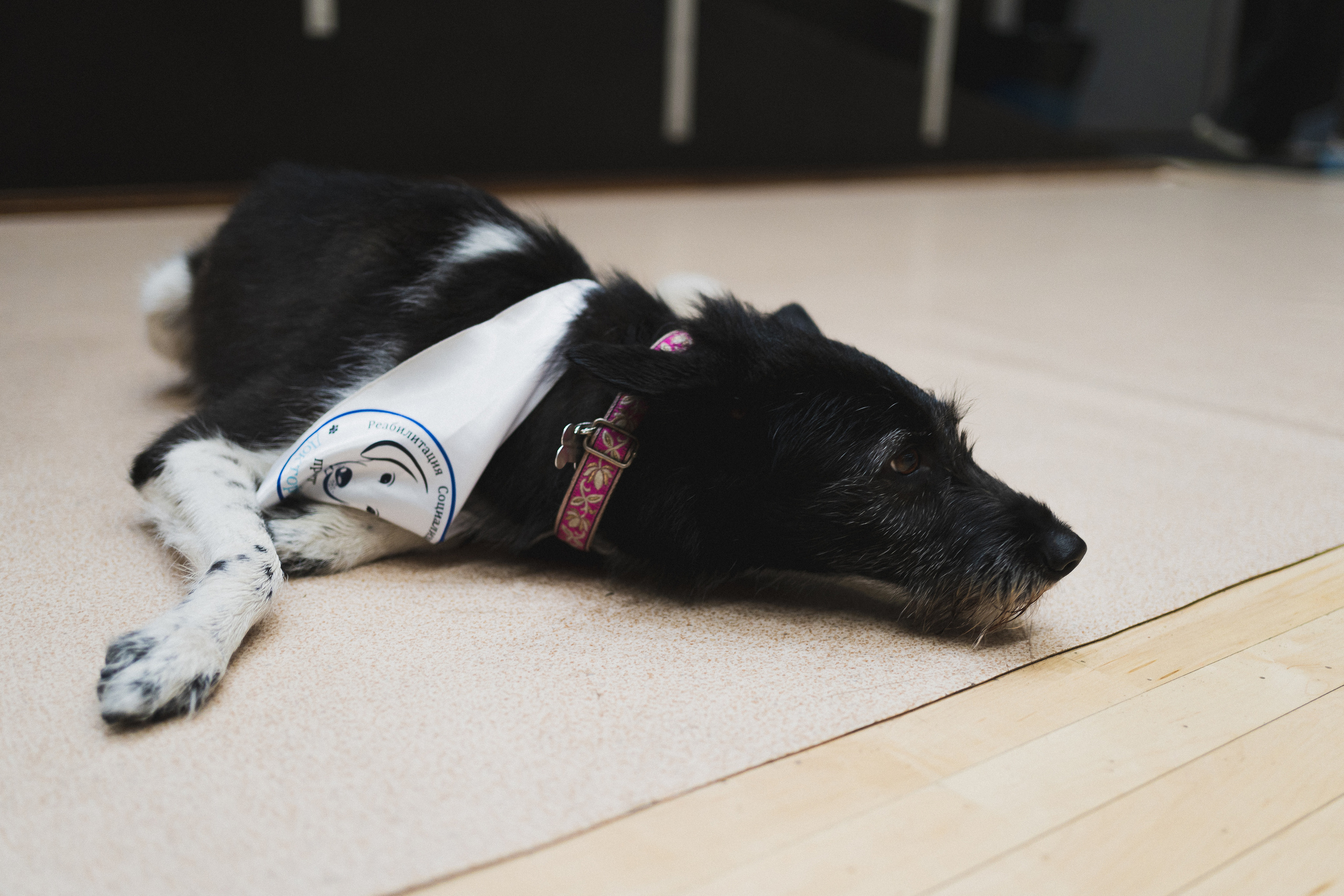 Семейный праздник «Доктор пес & компания» | 2022