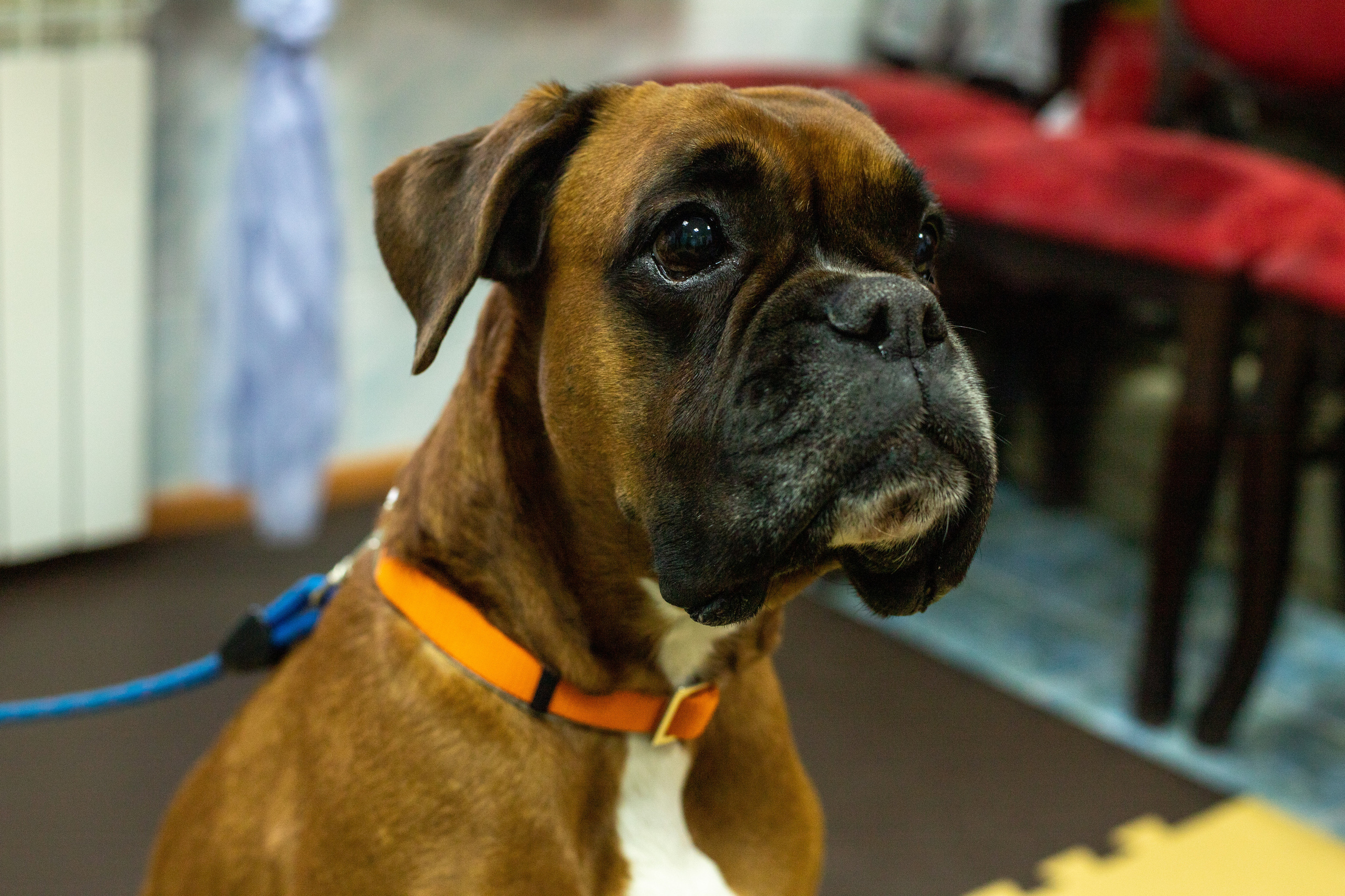 Доктор Пес: канистерапия для детей и подростков с ОВЗ | Кемерово | 2021-2022