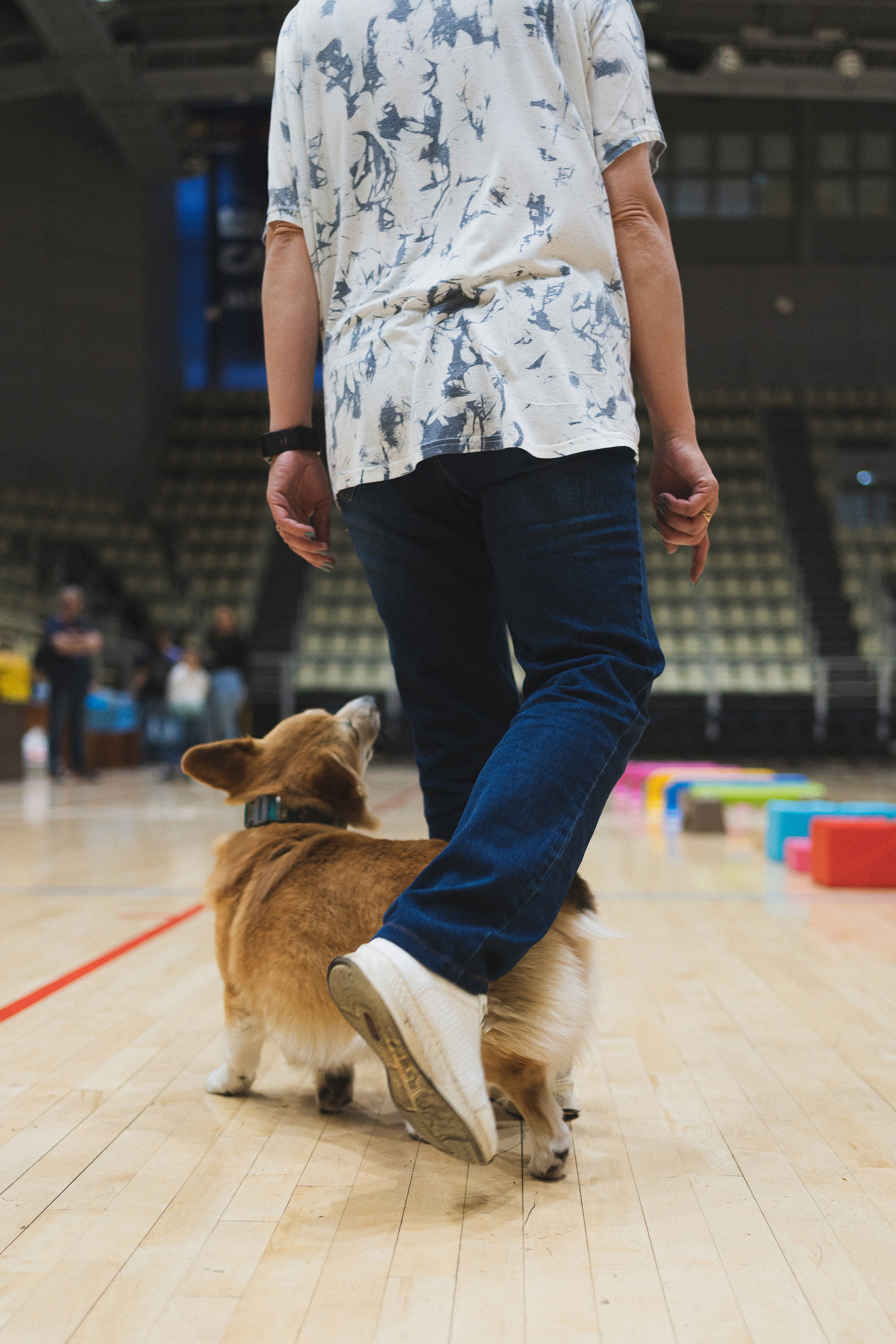 Семейный праздник «Доктор пес & компания» | 2022