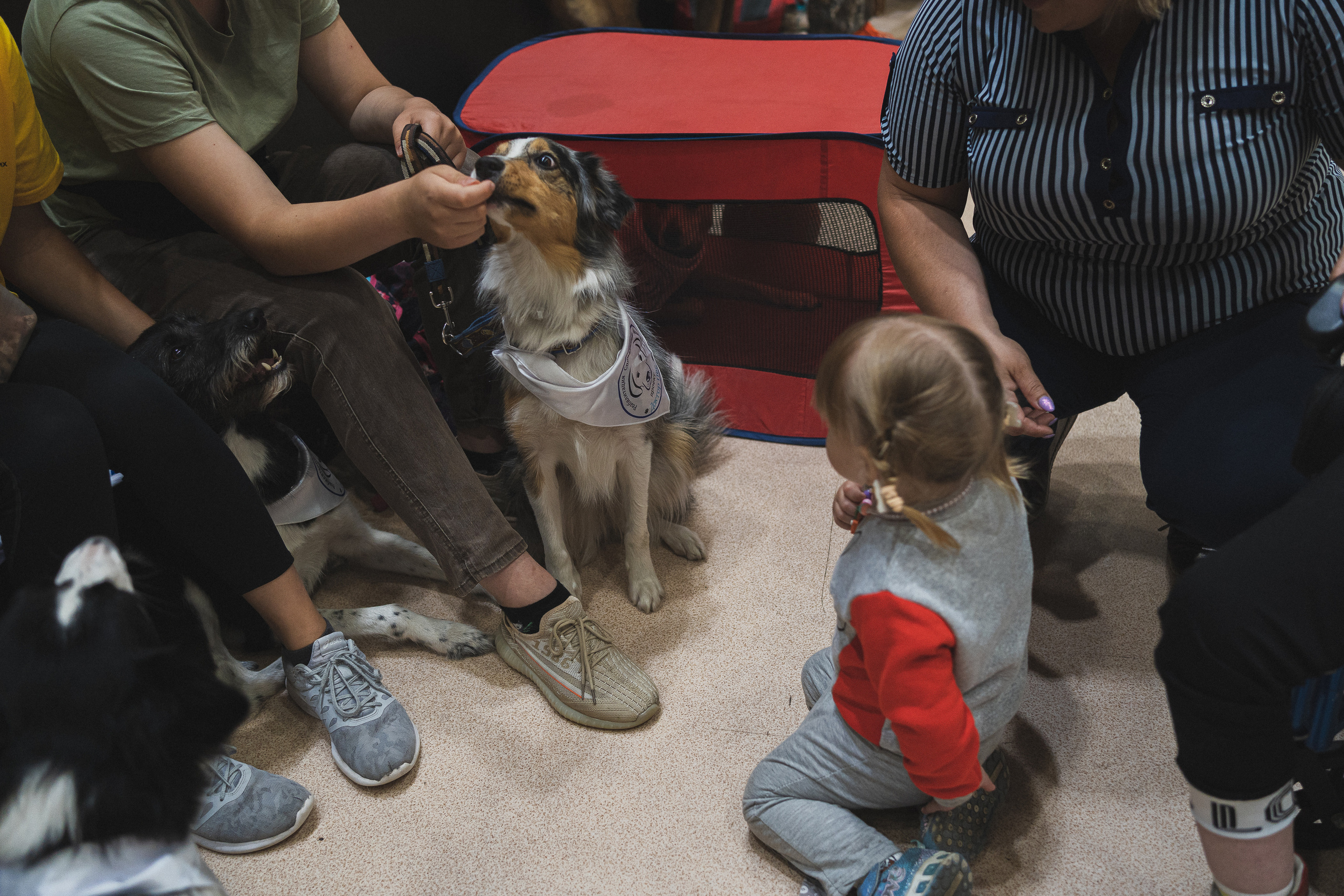 Семейный праздник «Доктор пес & компания» | 2022