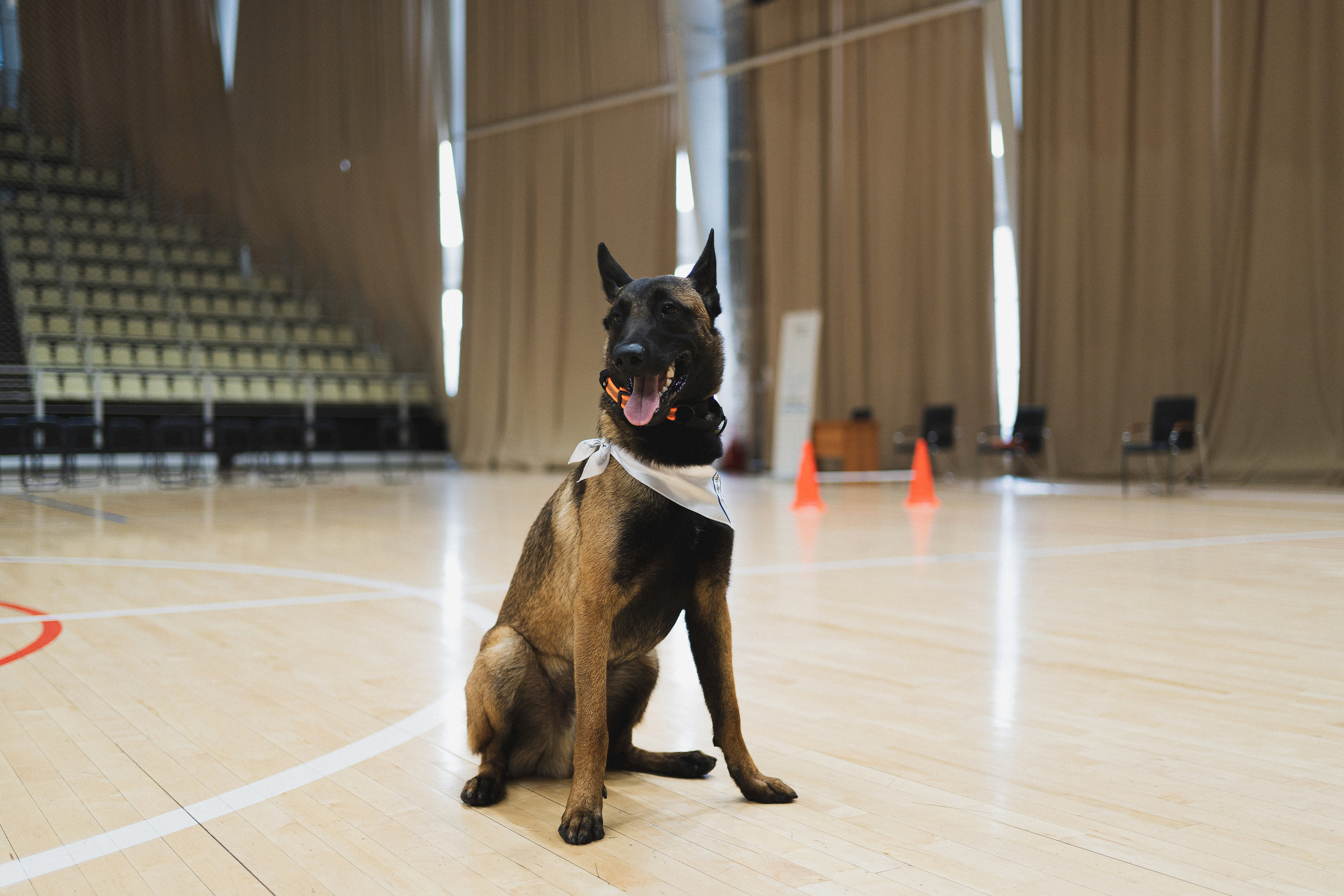 Семейный праздник «Доктор пес & компания» | 2022