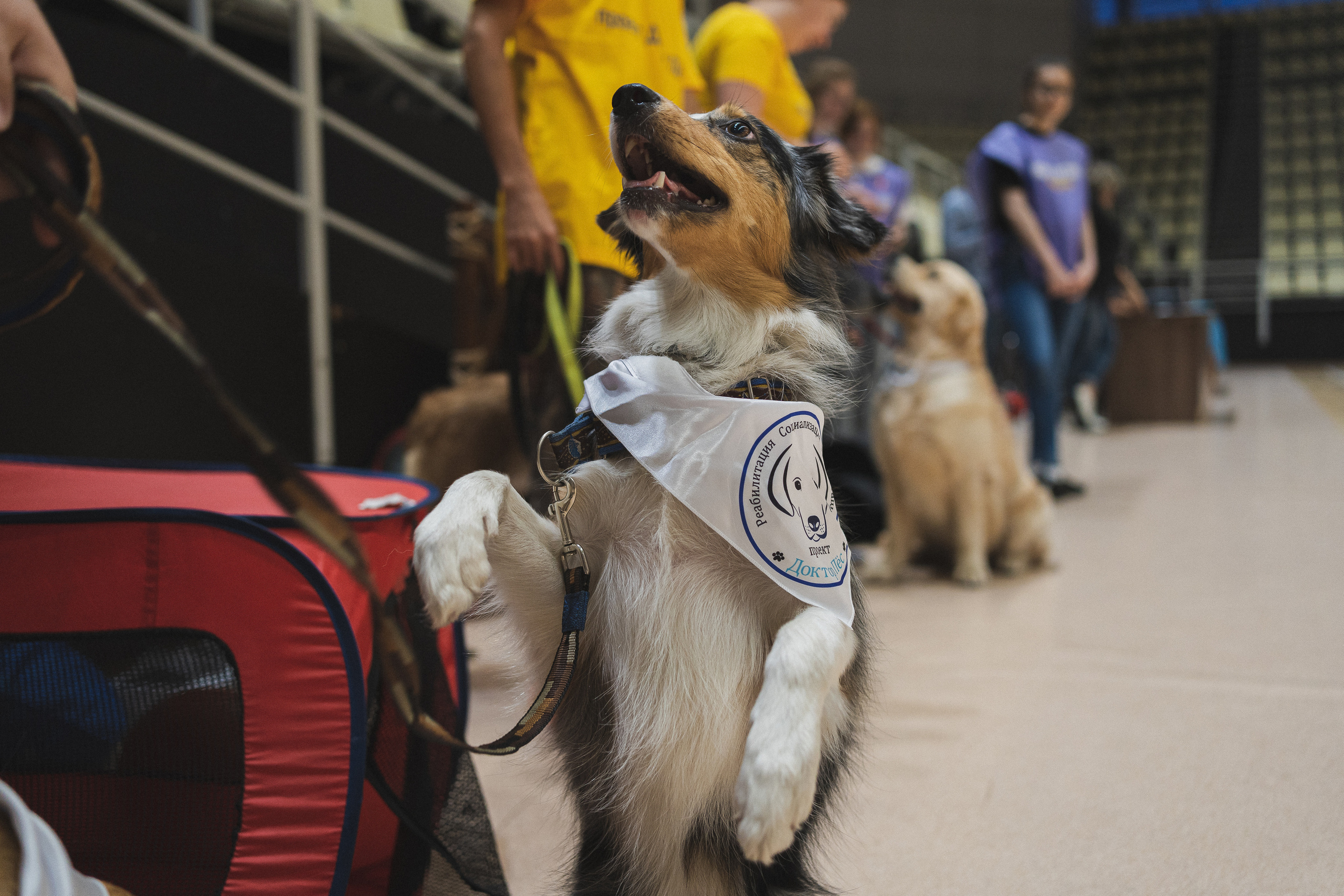 Семейный праздник «Доктор пес & компания» | 2022