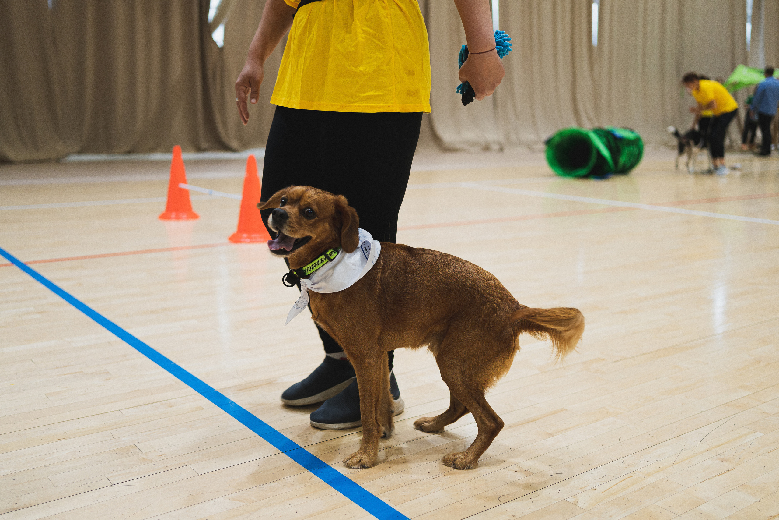 Семейный праздник «Доктор пес & компания» | 2022