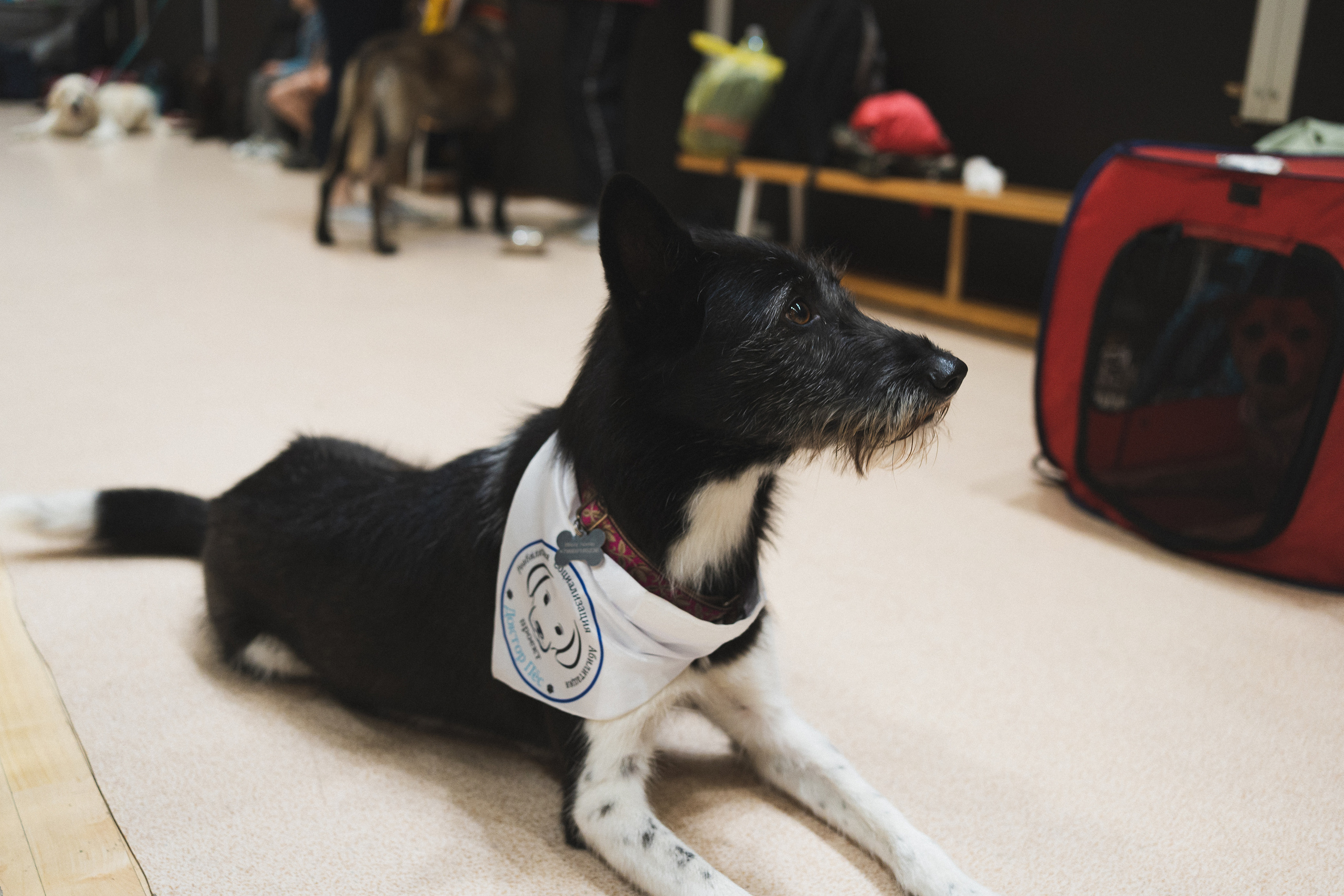 Семейный праздник «Доктор пес & компания» | 2022