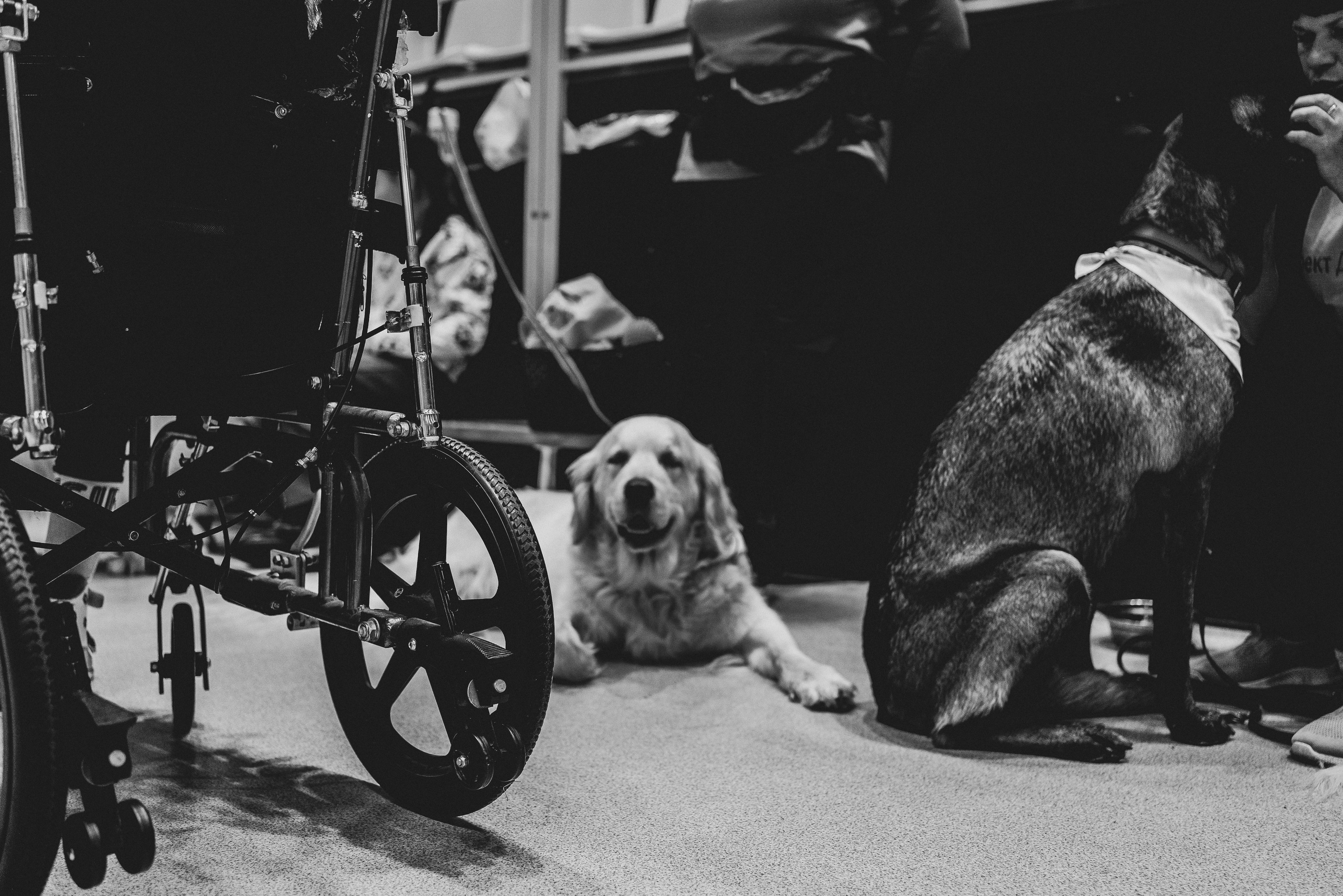 Семейный праздник «Доктор пес & компания» | 2022