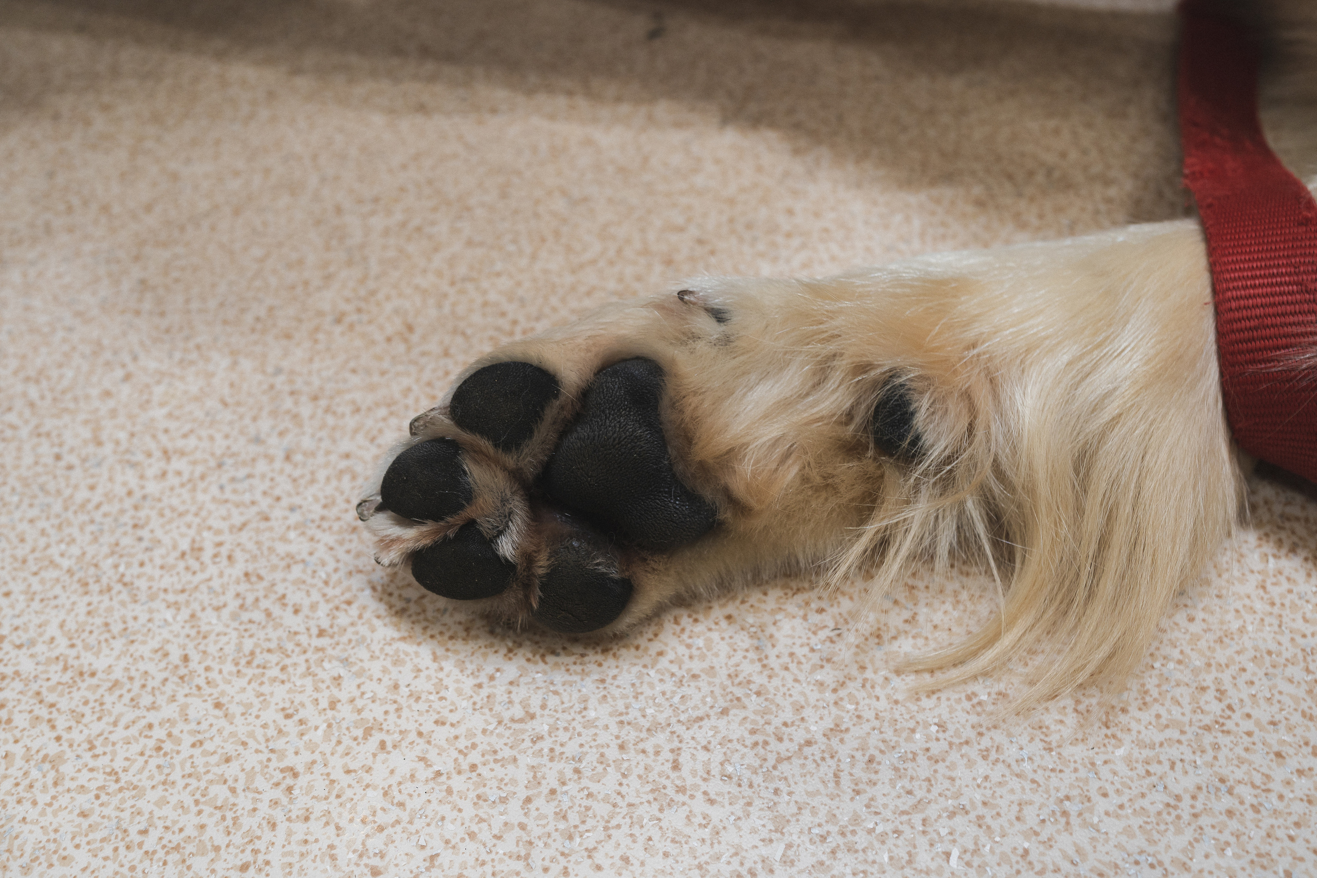 Семейный праздник «Доктор пес & компания» | 2022