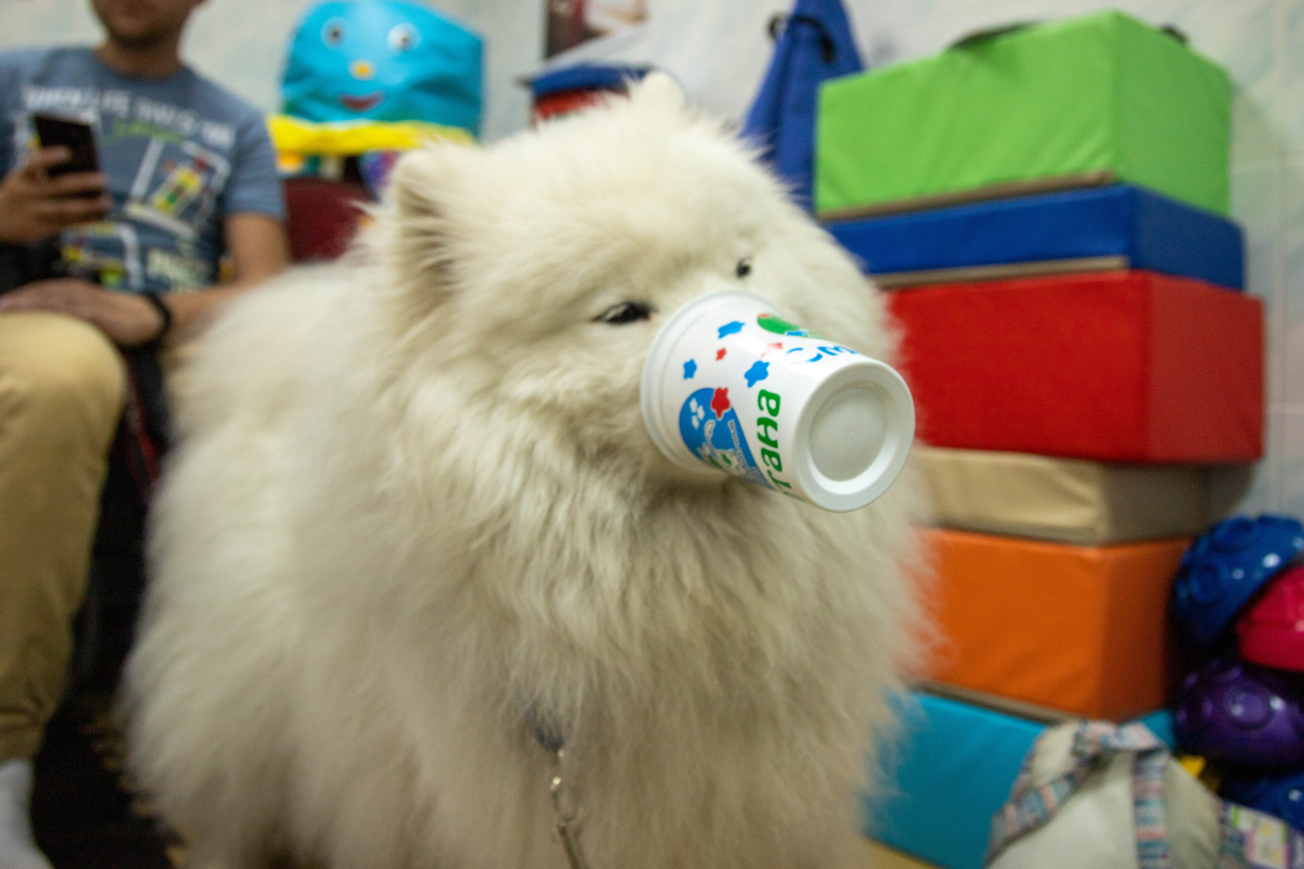 Доктор Пес: канистерапия для детей и подростков с ОВЗ | Кемерово | 2021-2022