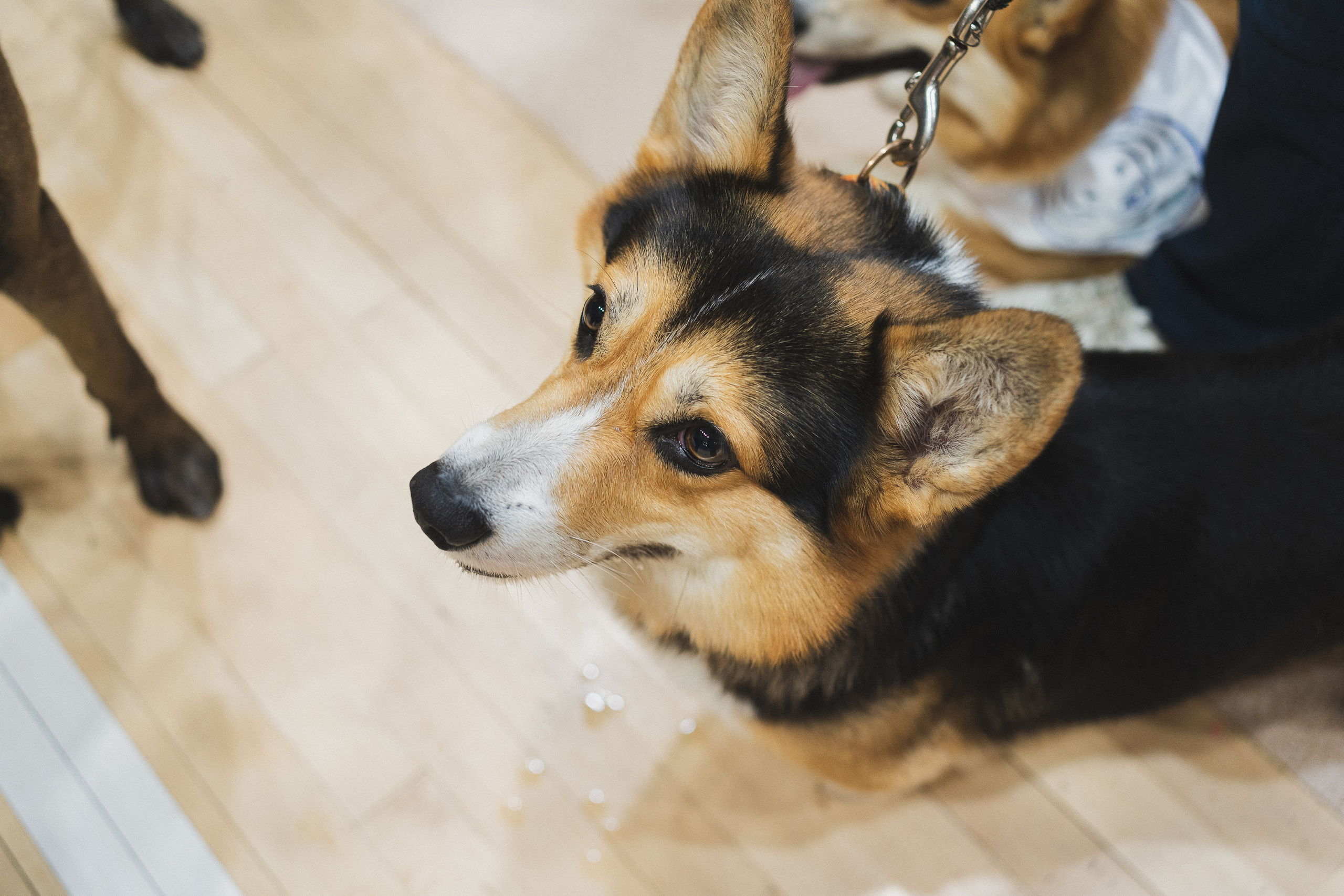 Семейный праздник «Доктор пес & компания» | 2022