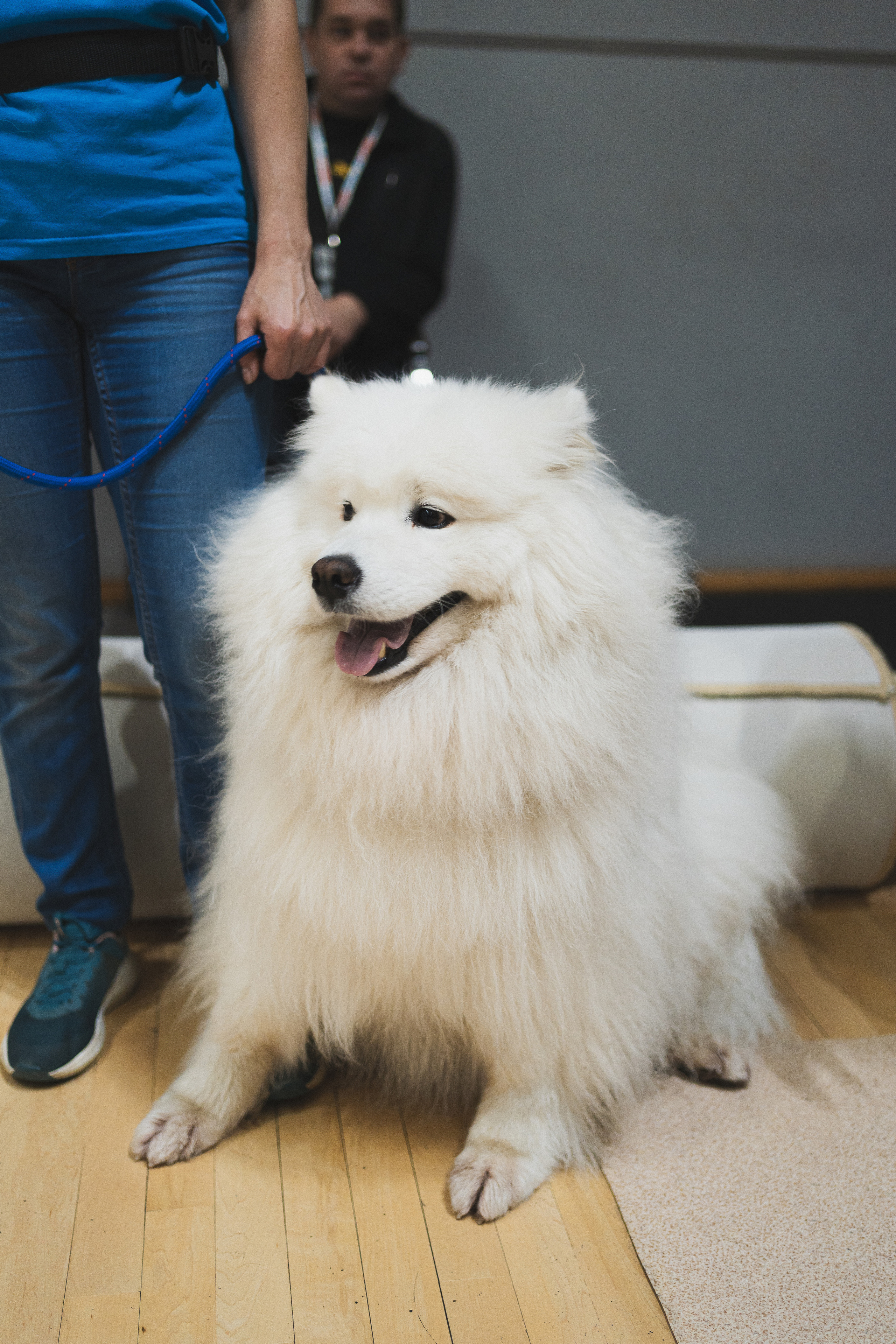 Семейный праздник «Доктор пес & компания» | 2022