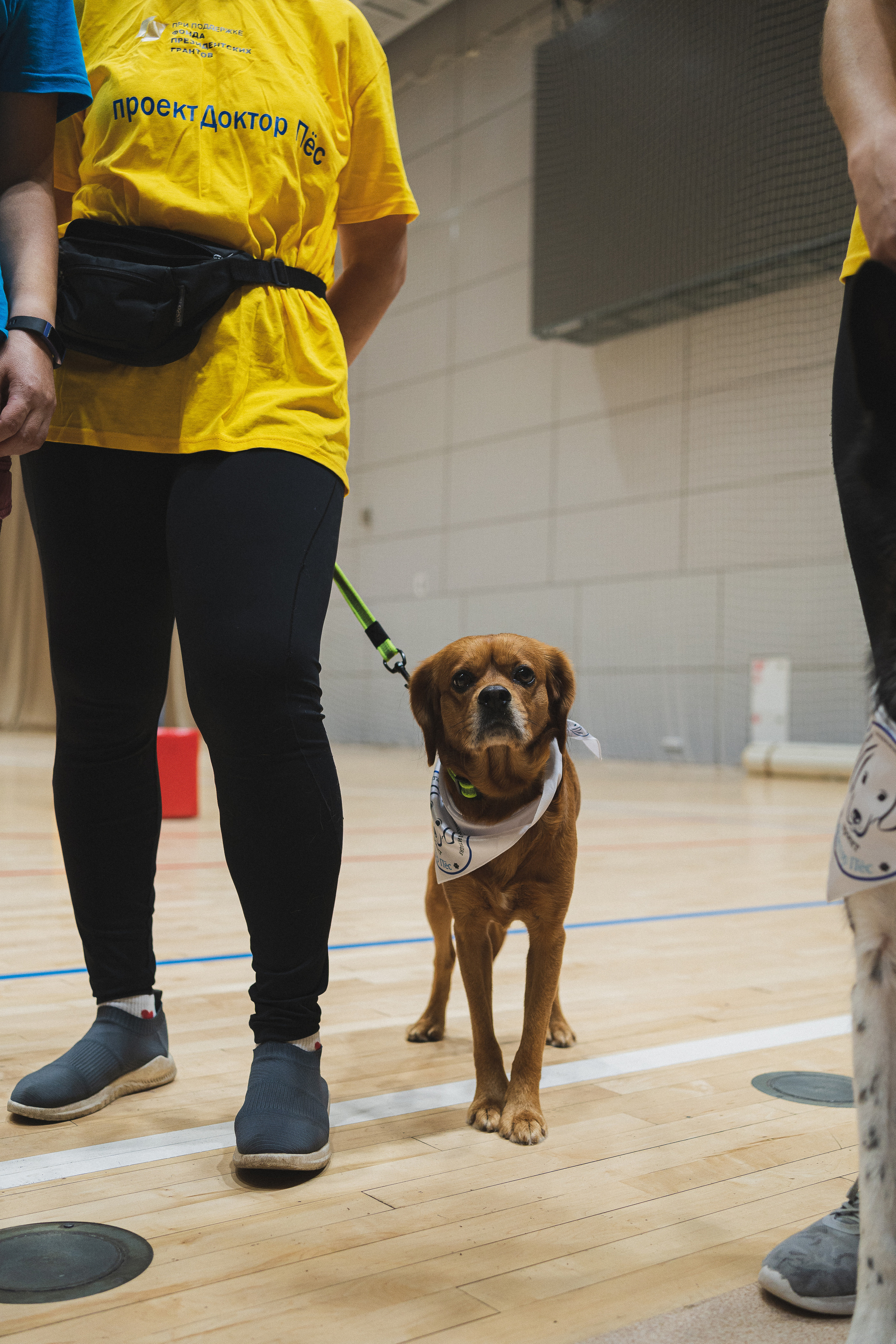 Семейный праздник «Доктор пес & компания» | 2022