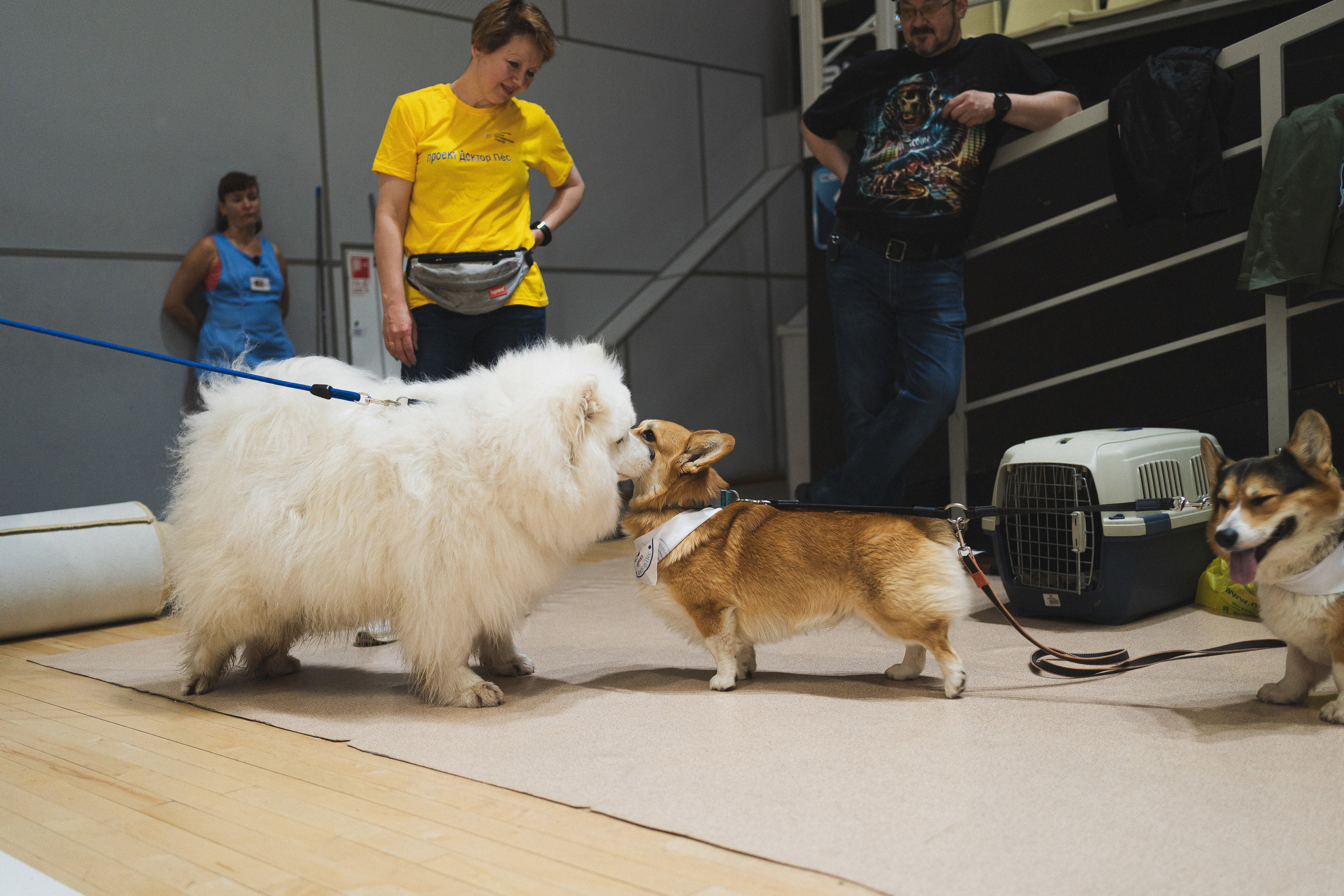 Семейный праздник «Доктор пес & компания» | 2022