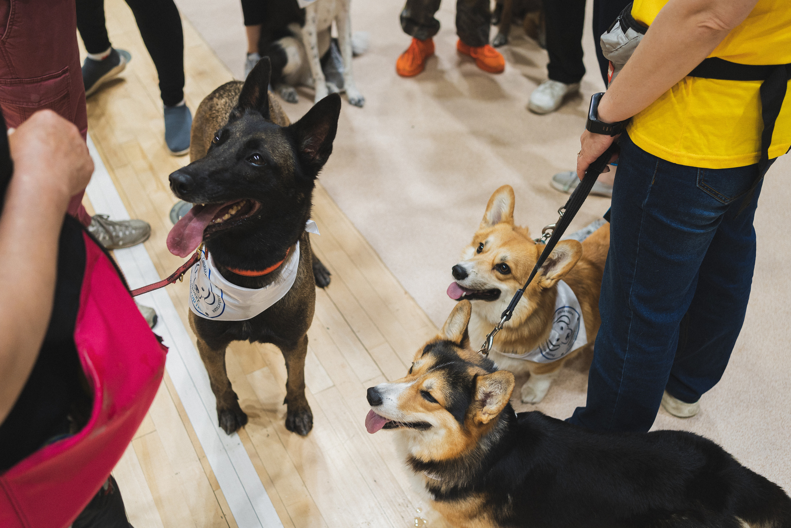 Семейный праздник «Доктор пес & компания» | 2022